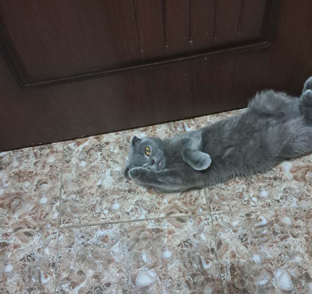 Фото питомца: кот якобы не подглядывает