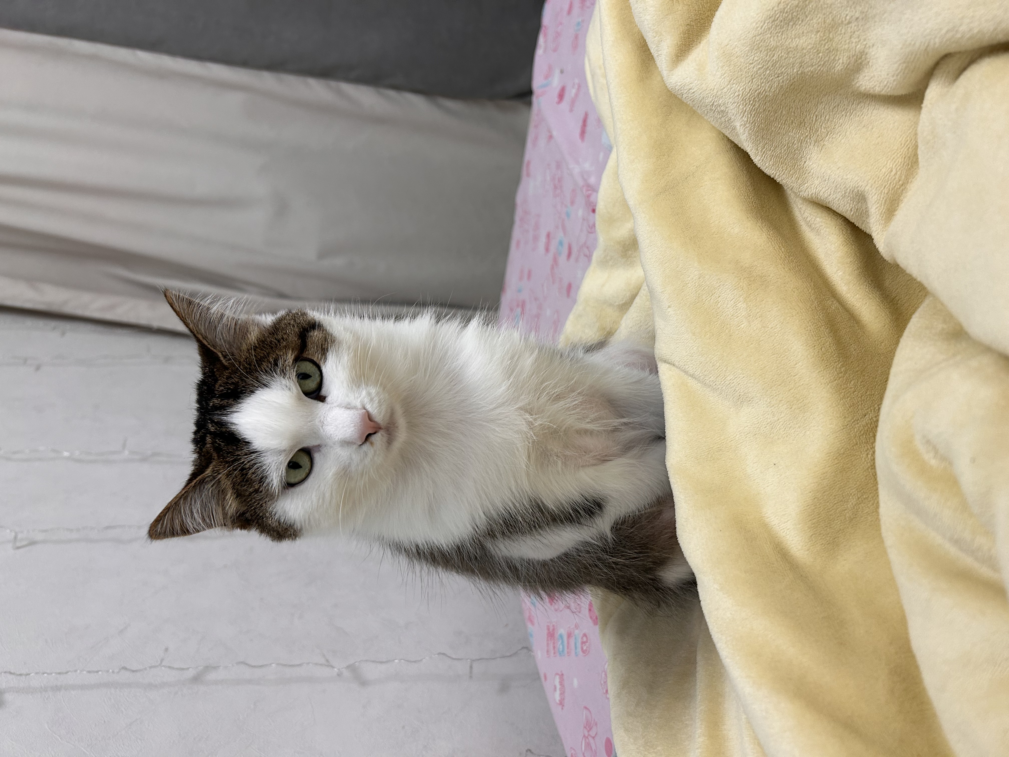 Фото питомца: мой дружище