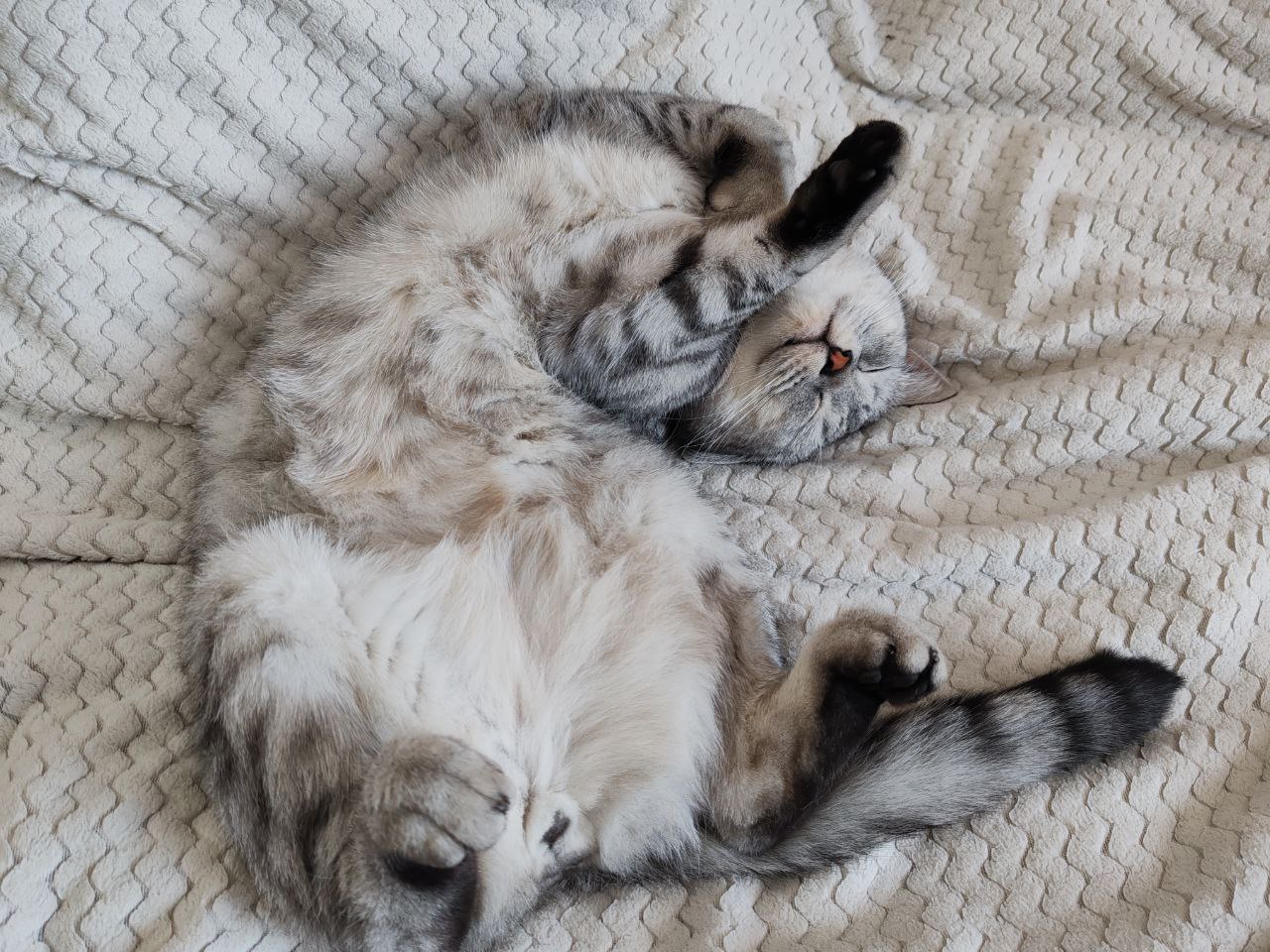 Фото питомца: кот Мартин в своей любимой позе