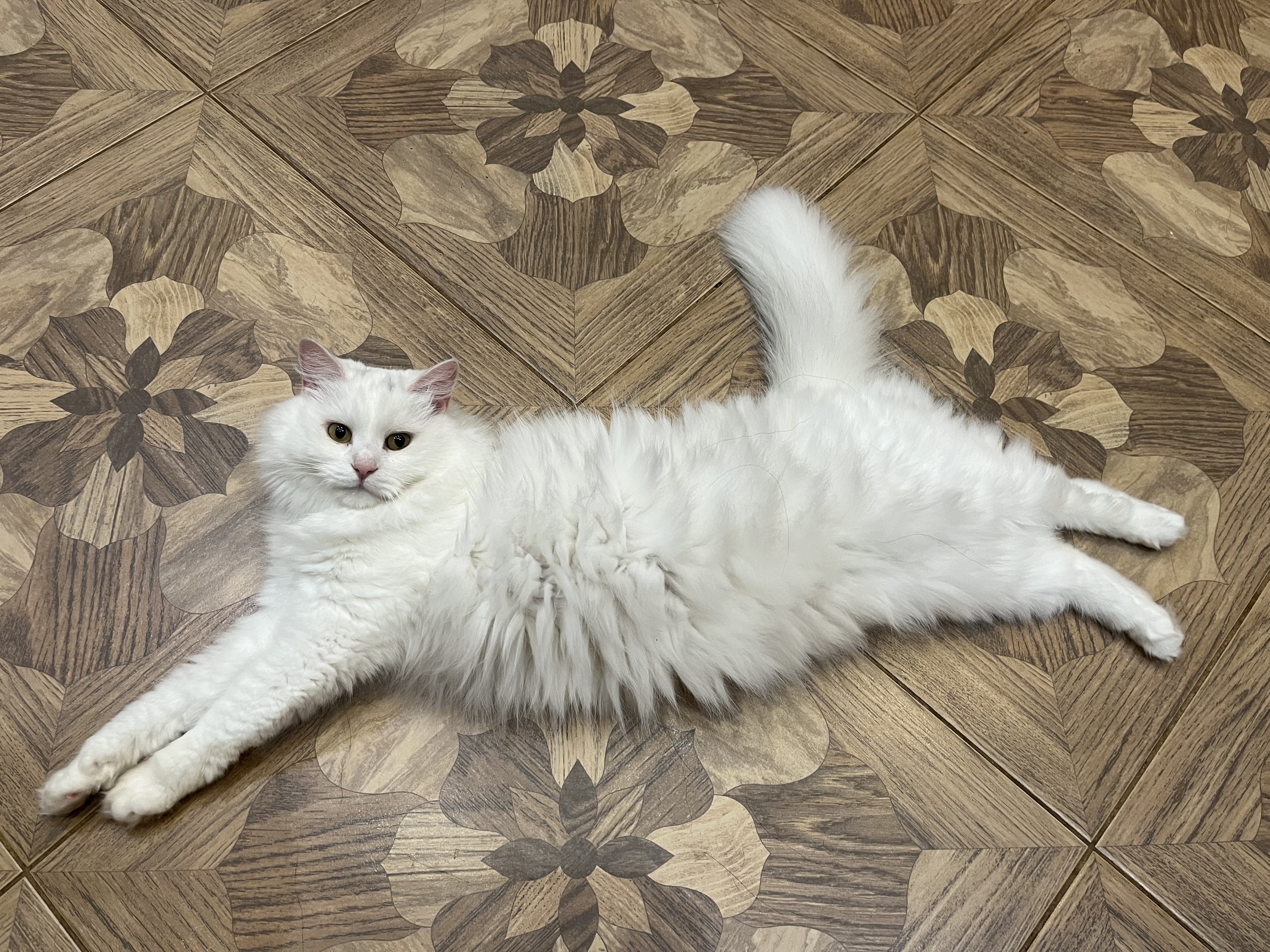 Фото питомца: кошка Сонечка во всей красе