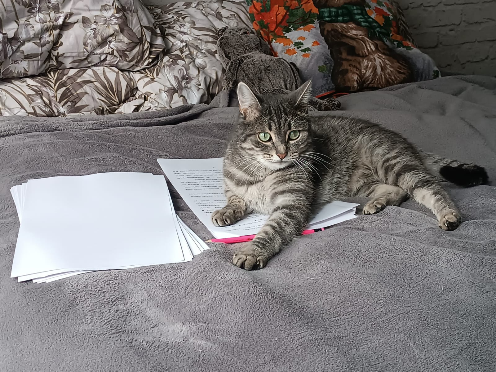 Фото питомца: кот Ирис работает