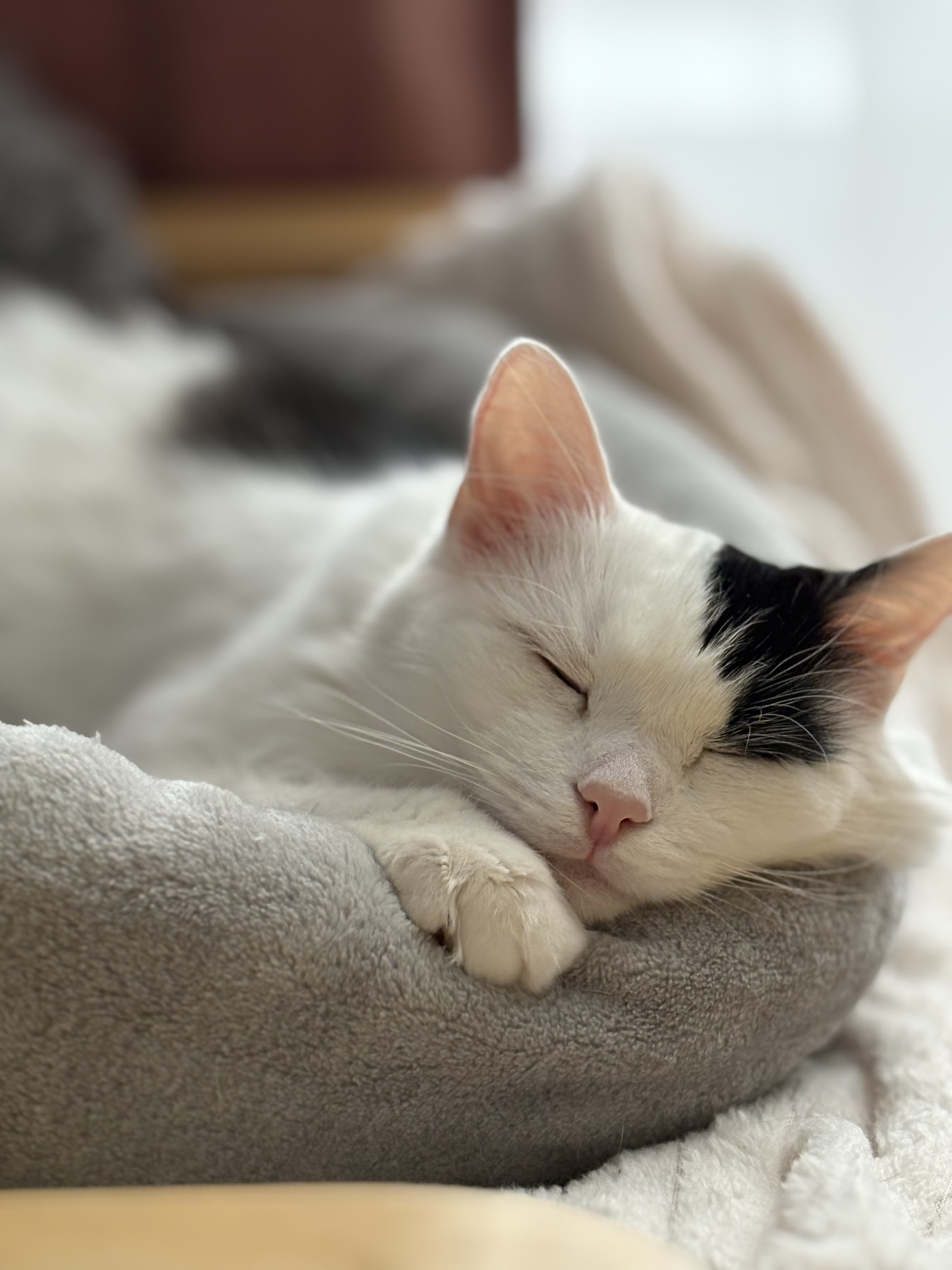 Фото питомца: сладичковый кот Сема