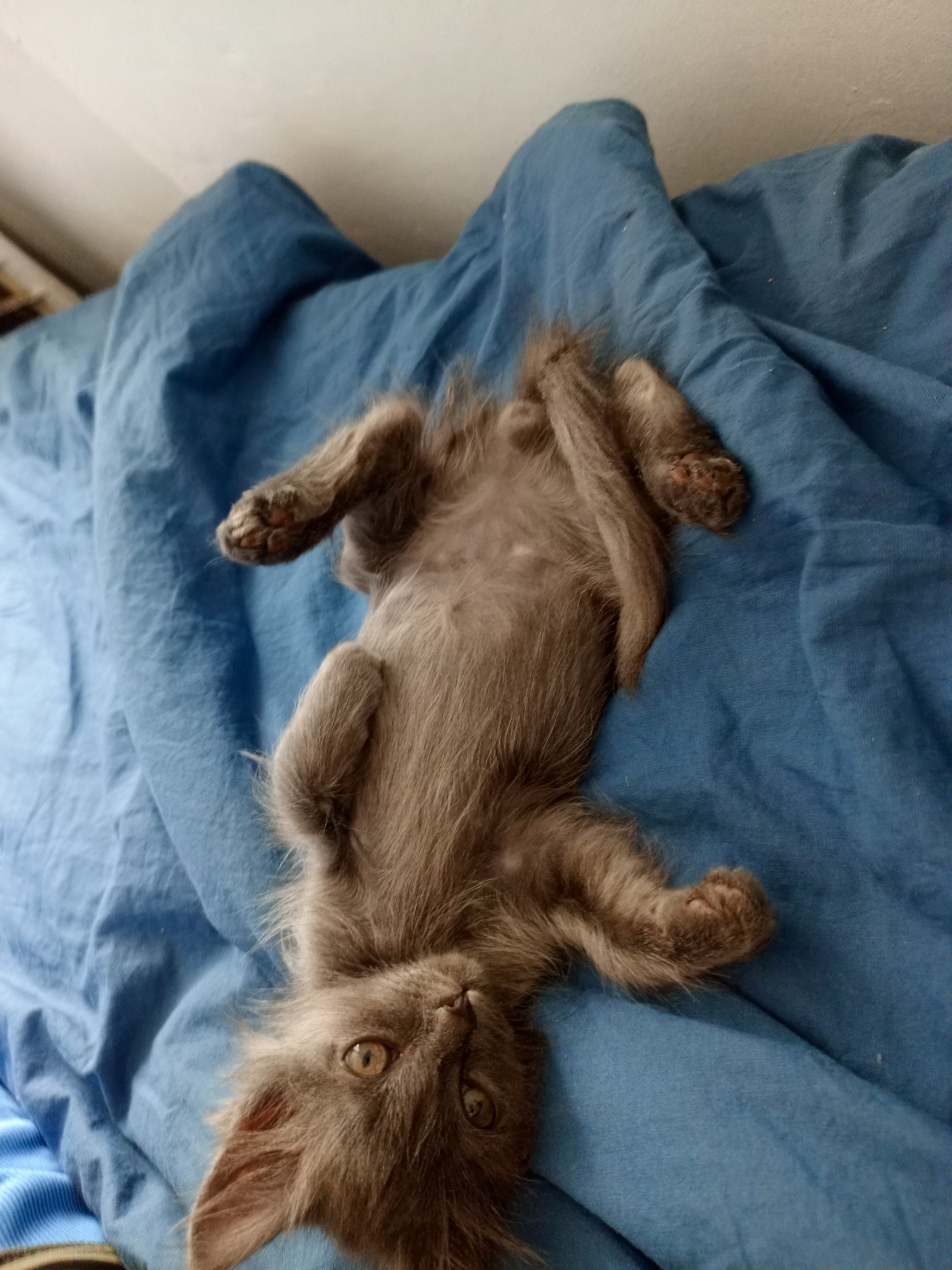 До и после: кот Чукча в детстве и сейчас