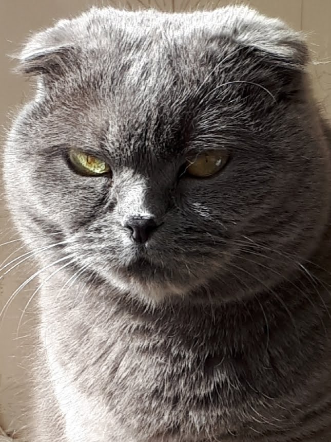 Фото питомца: кошка Кассандра заступила на охрану территории