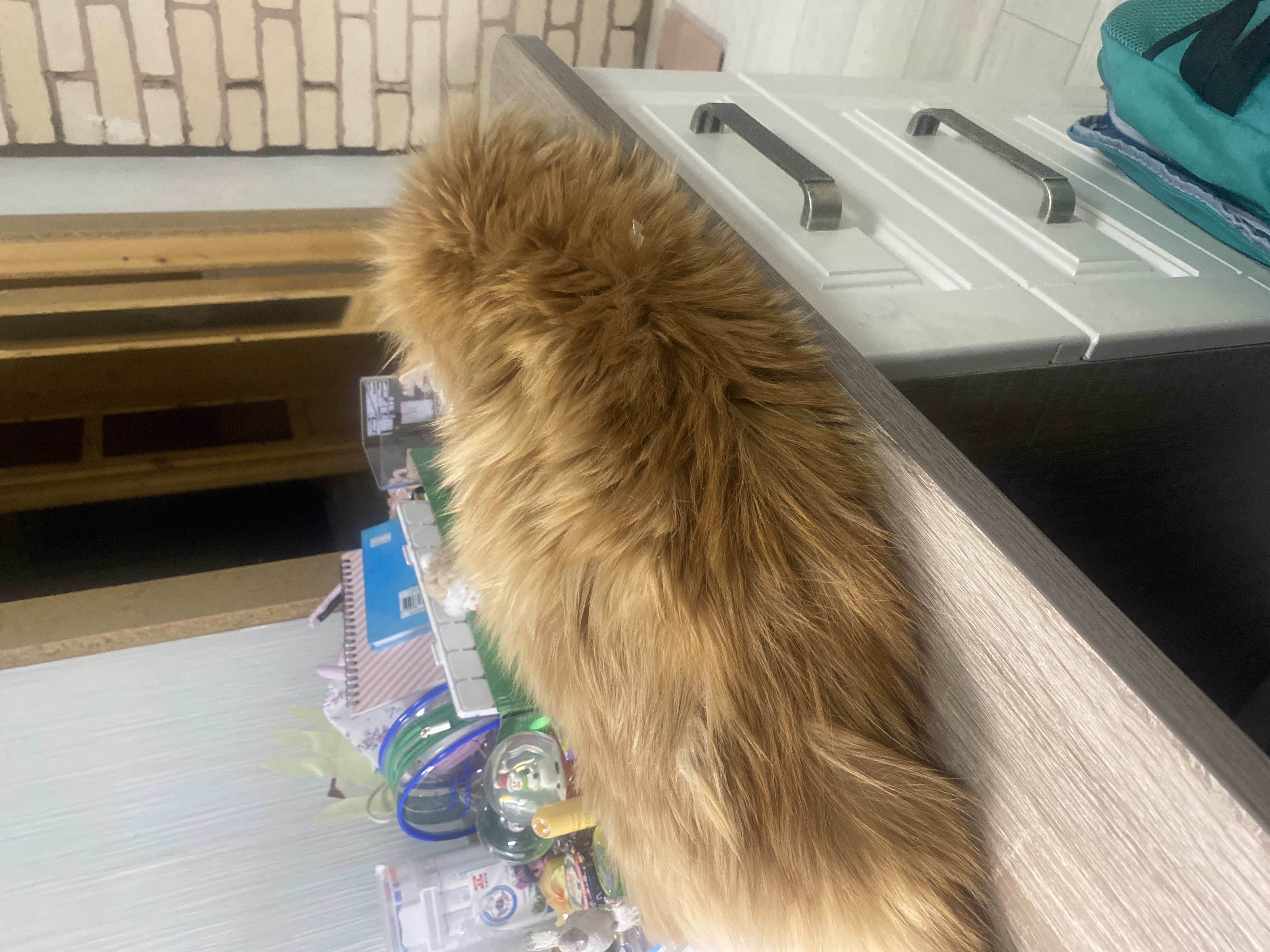 Фото питомца: кот Симба спит на столе