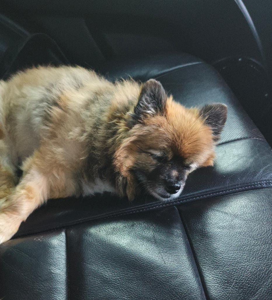 Фото питомца: шпиц Тоби очень любит кататься на машине