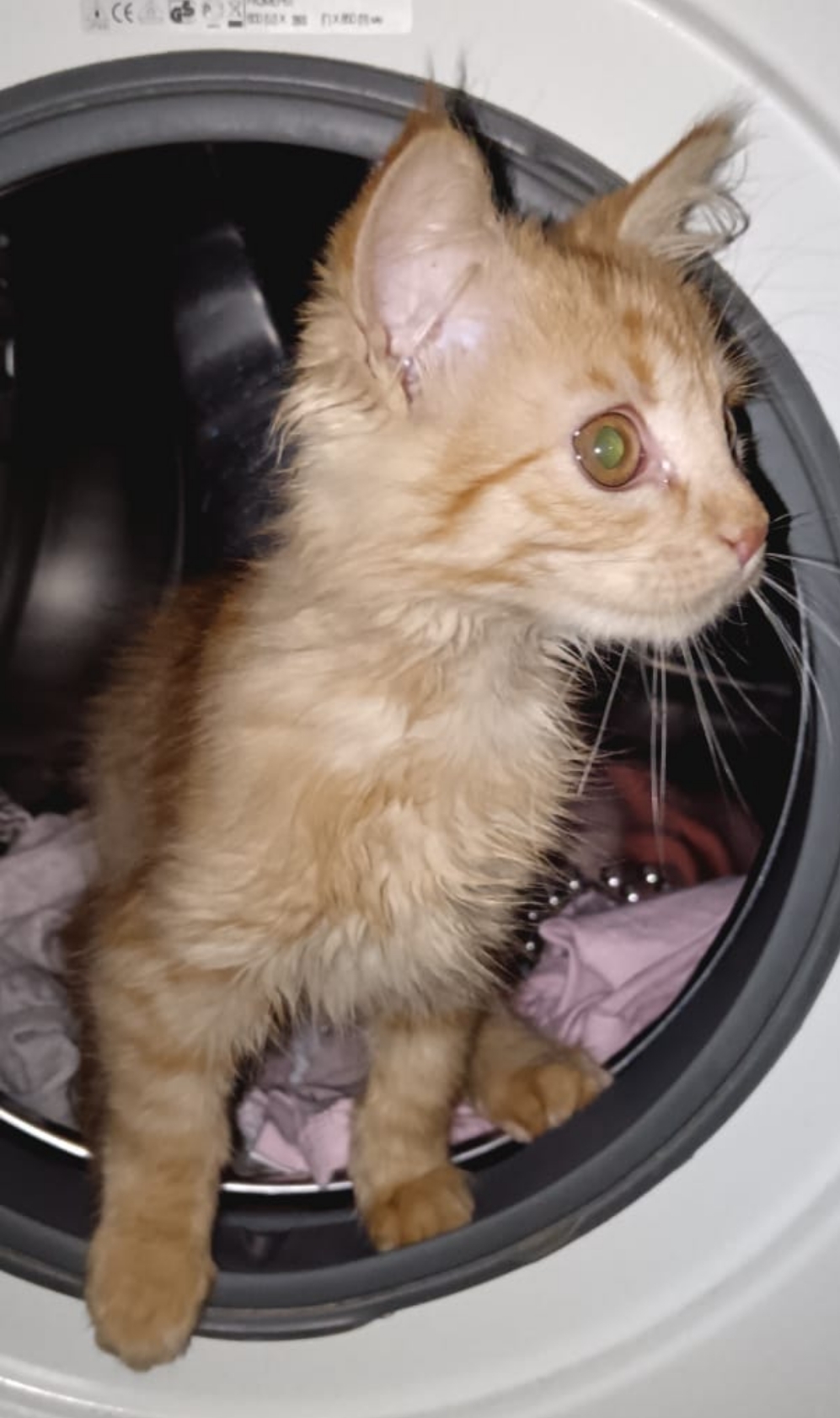 Фото питомца: кошка готовится к полету в космос