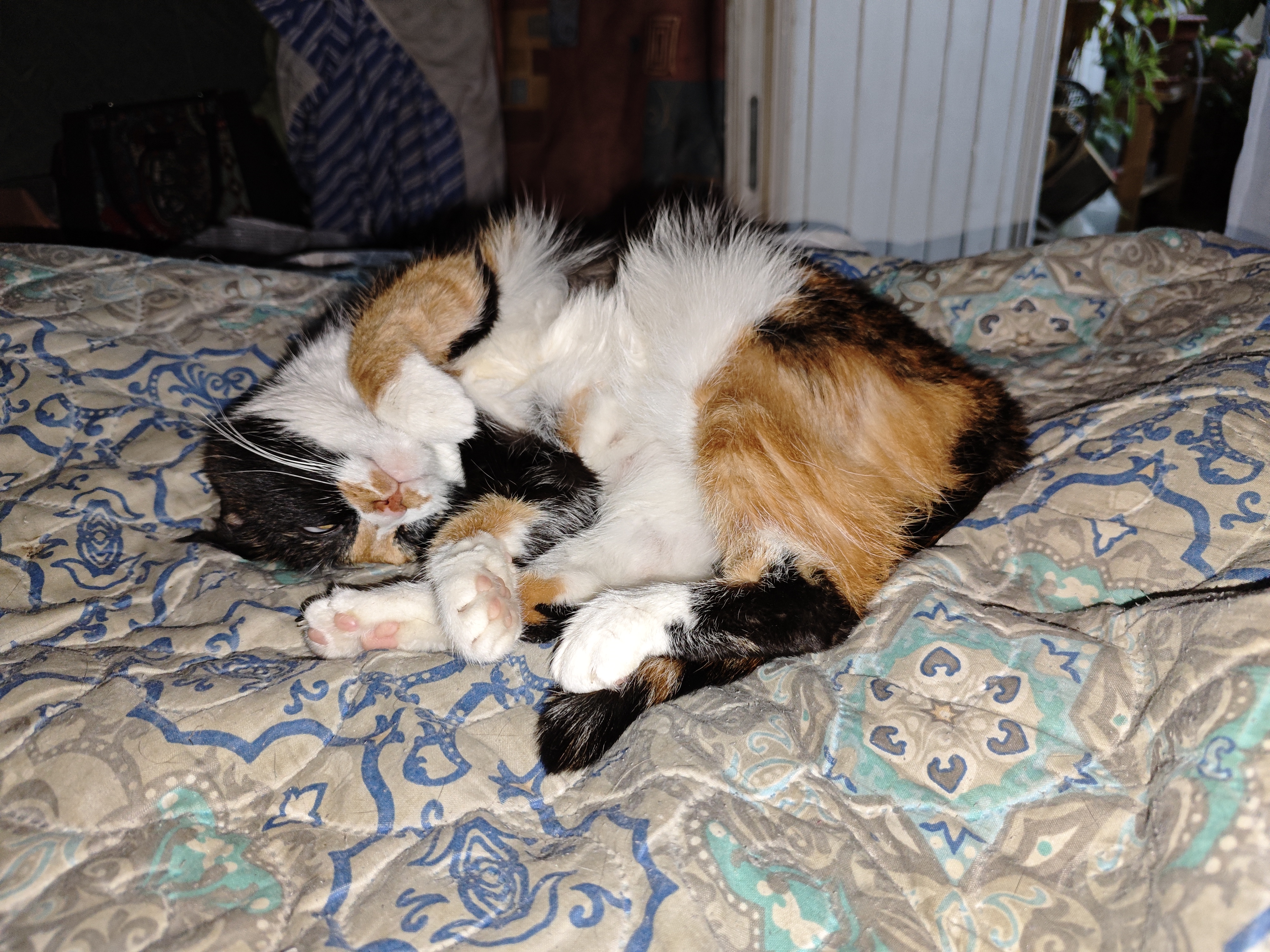 Фото питомца: кошка Дуся отдыхает