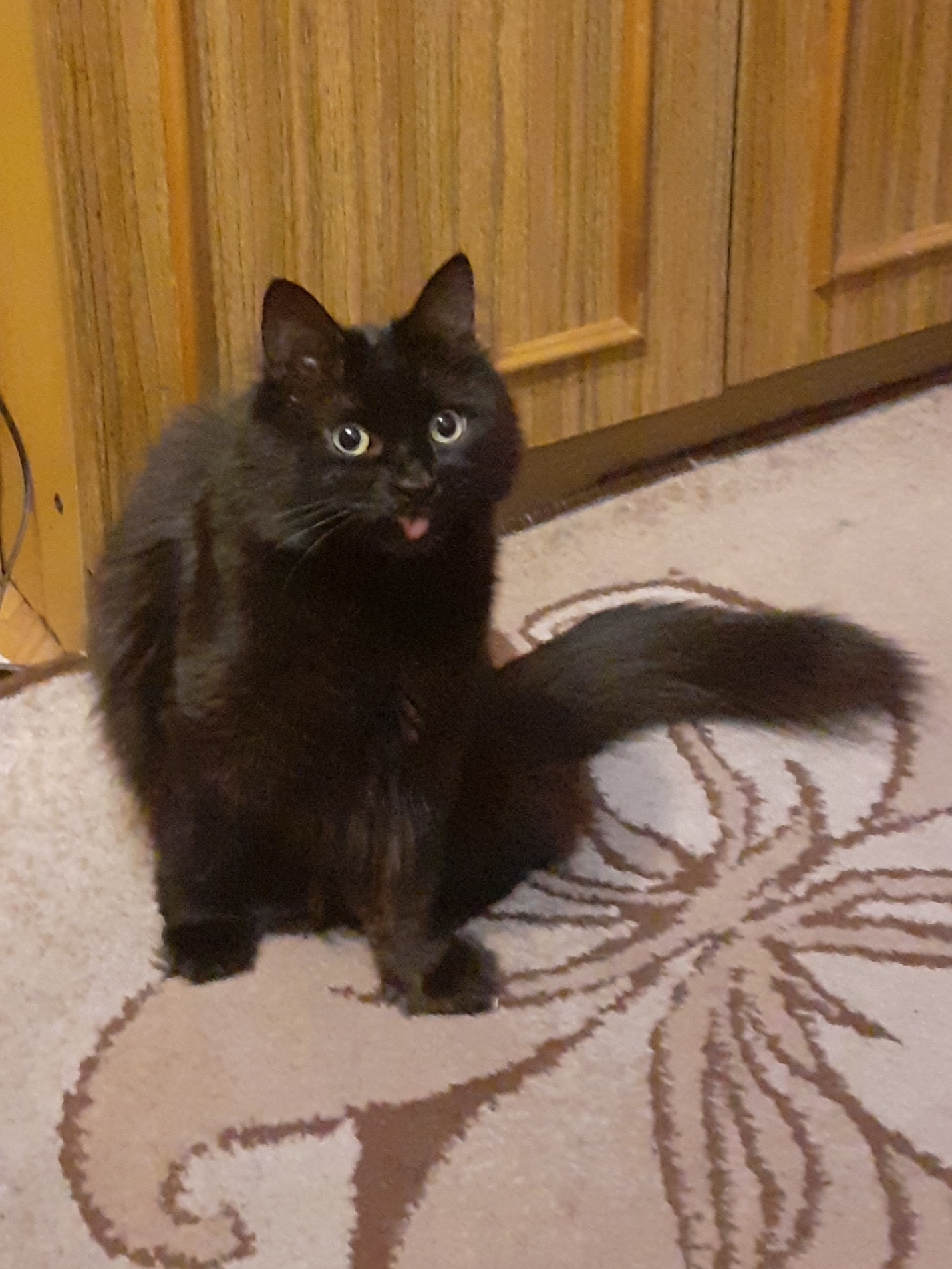 Фото питомца: кот Черныш поздравляет всех с Новым годом