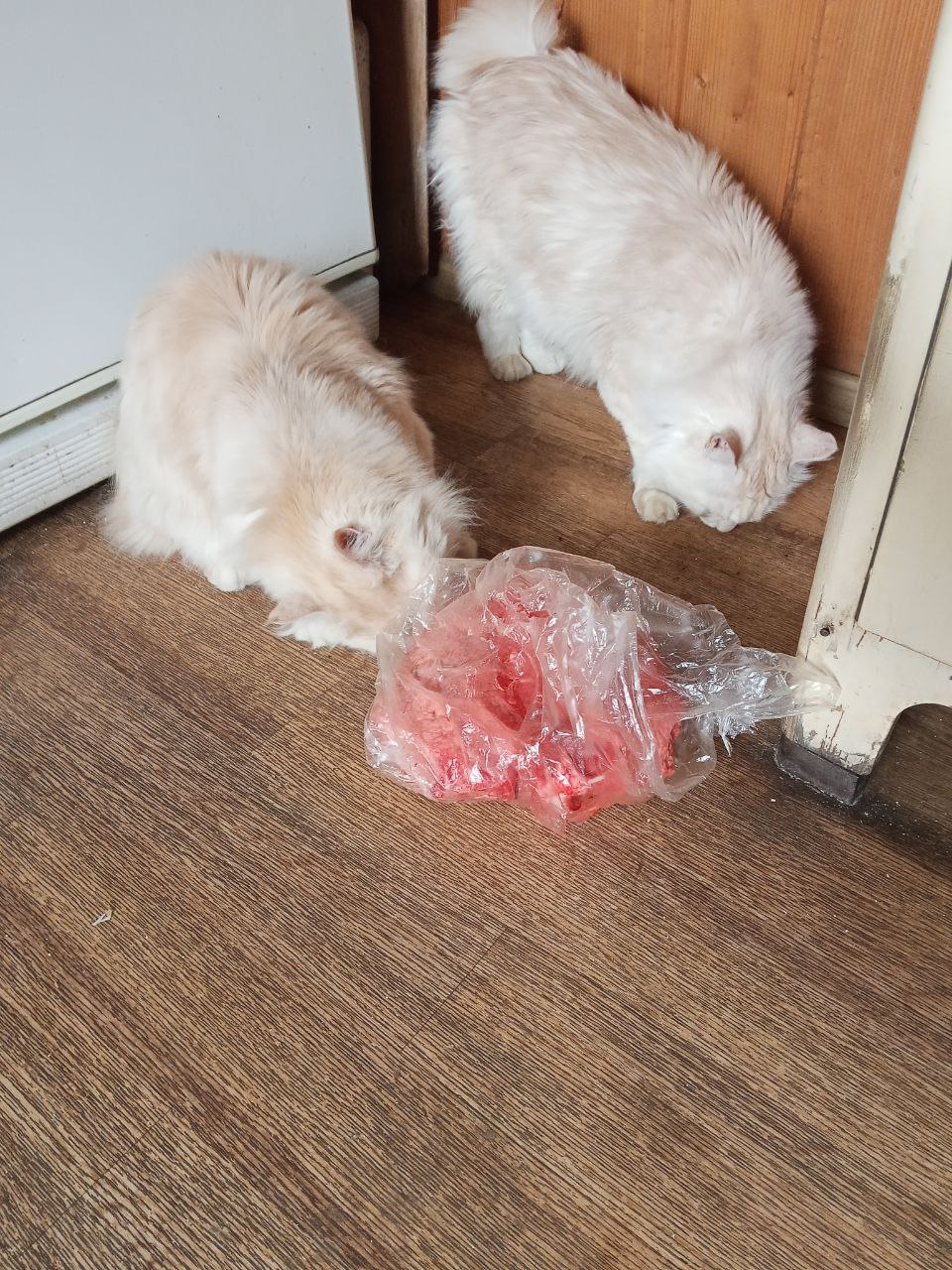 Фото питомцев: курильские бобтейлы Барон и Батон нашли добычу