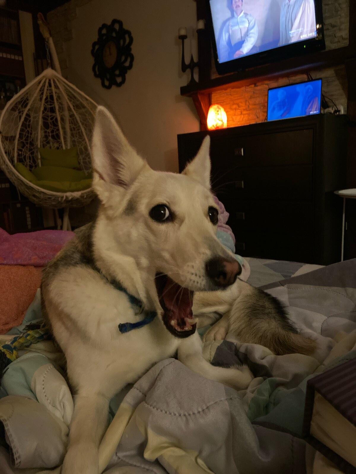 Фото питомца: собака, похожая на Плуто Микки-Мауса