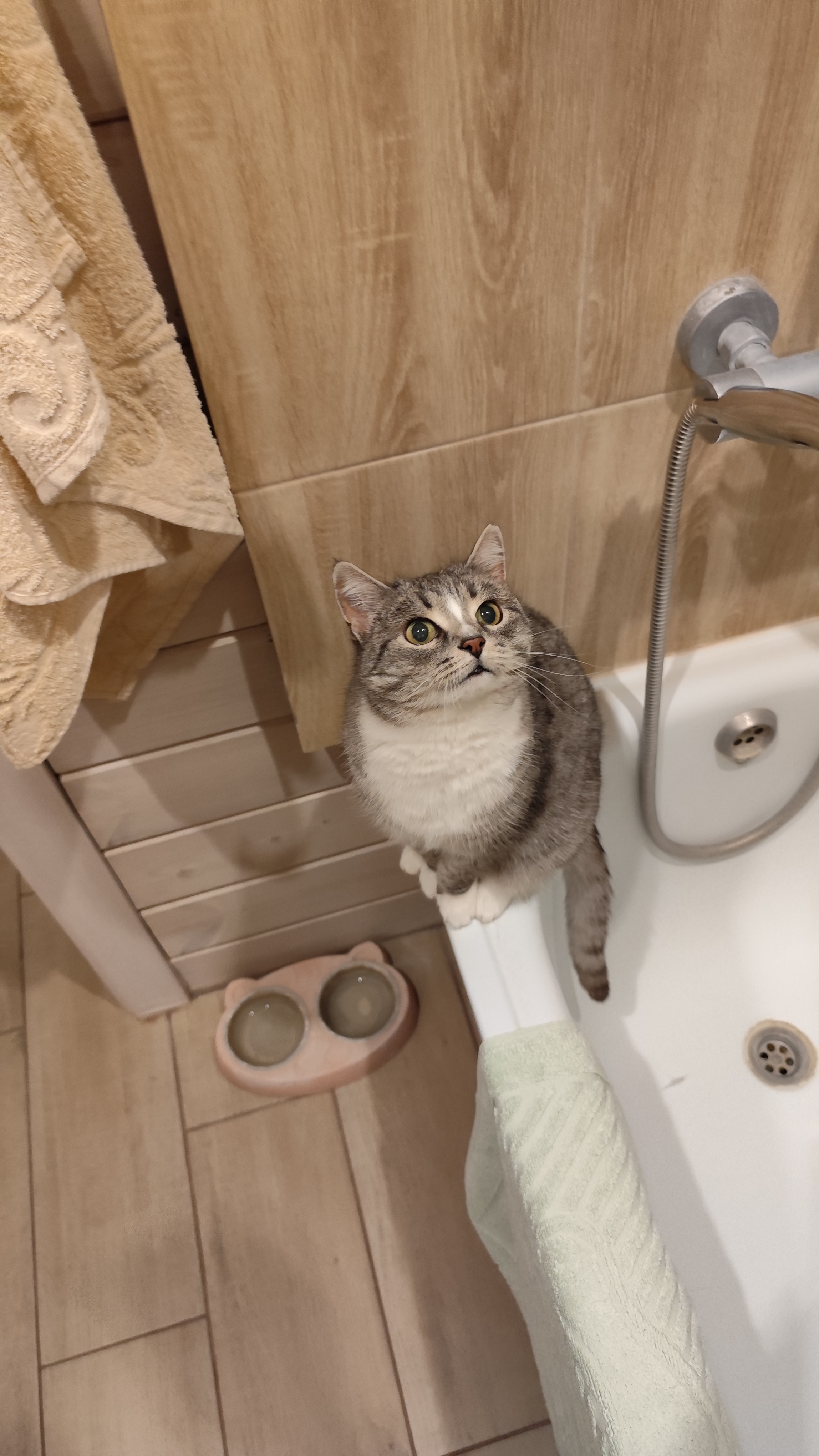 Фото питомца: кошка Клеопатра пришла мыться в ванну