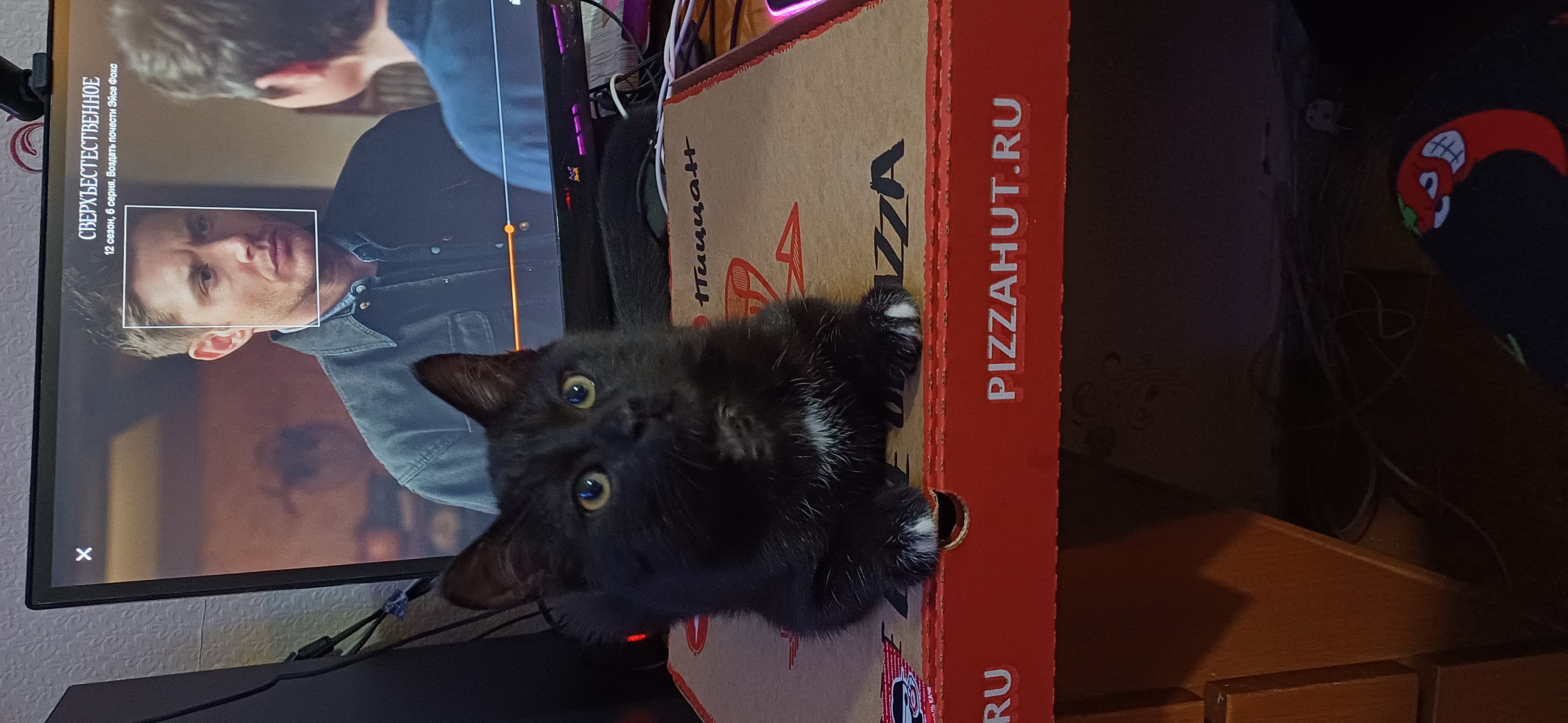 Фото питомца: кот Дарси охраняет пиццу