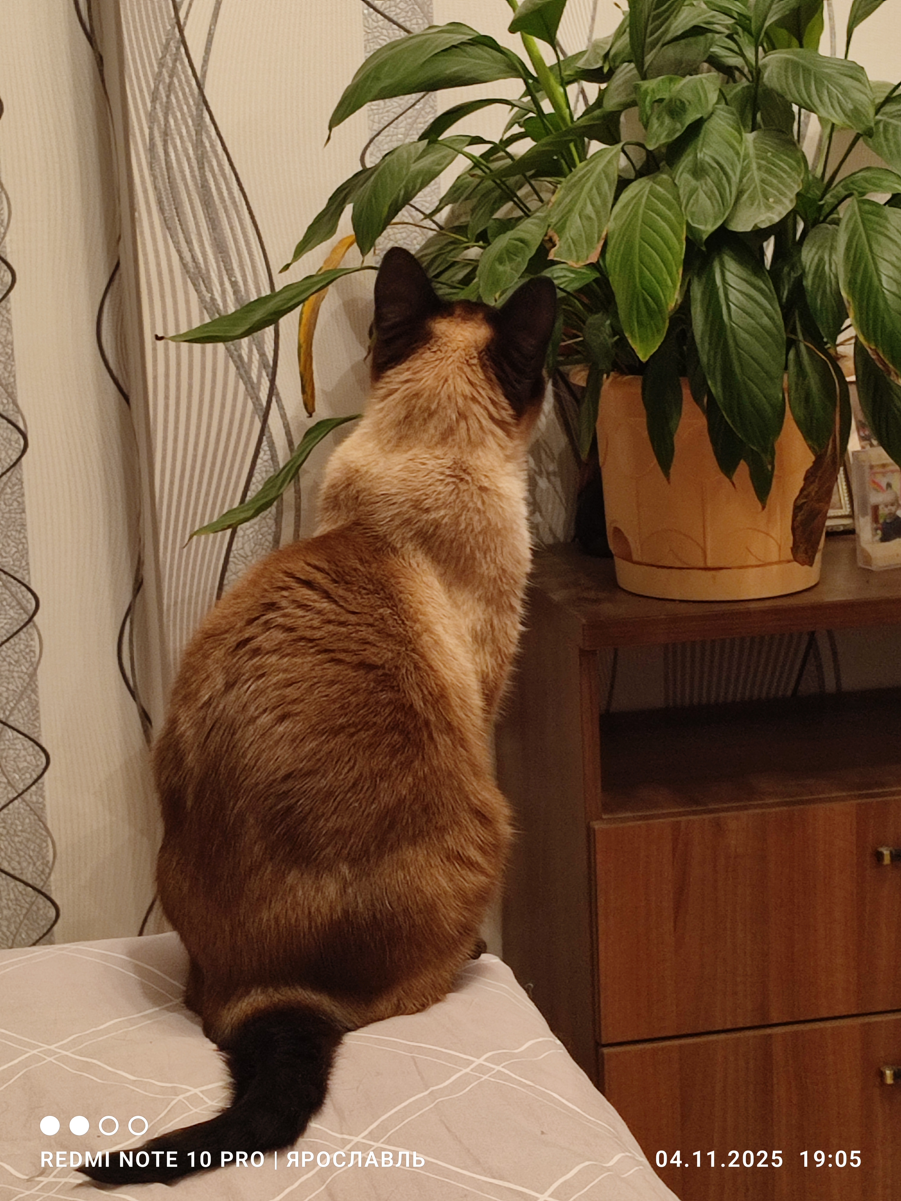 Фото питомца: кот Сеня