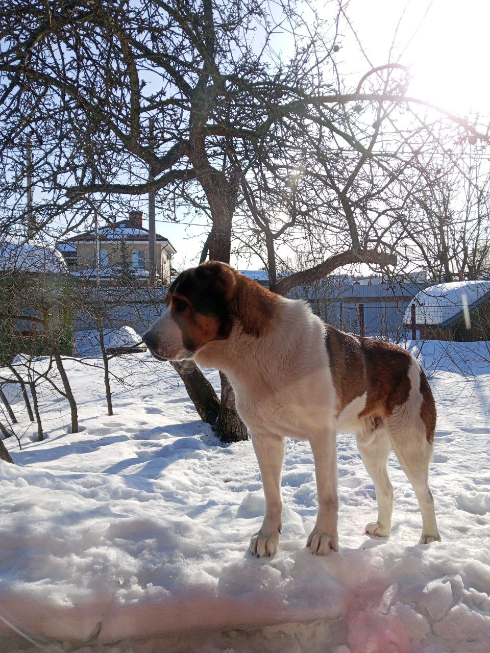 Фото питомца: собака Забар четырех лет