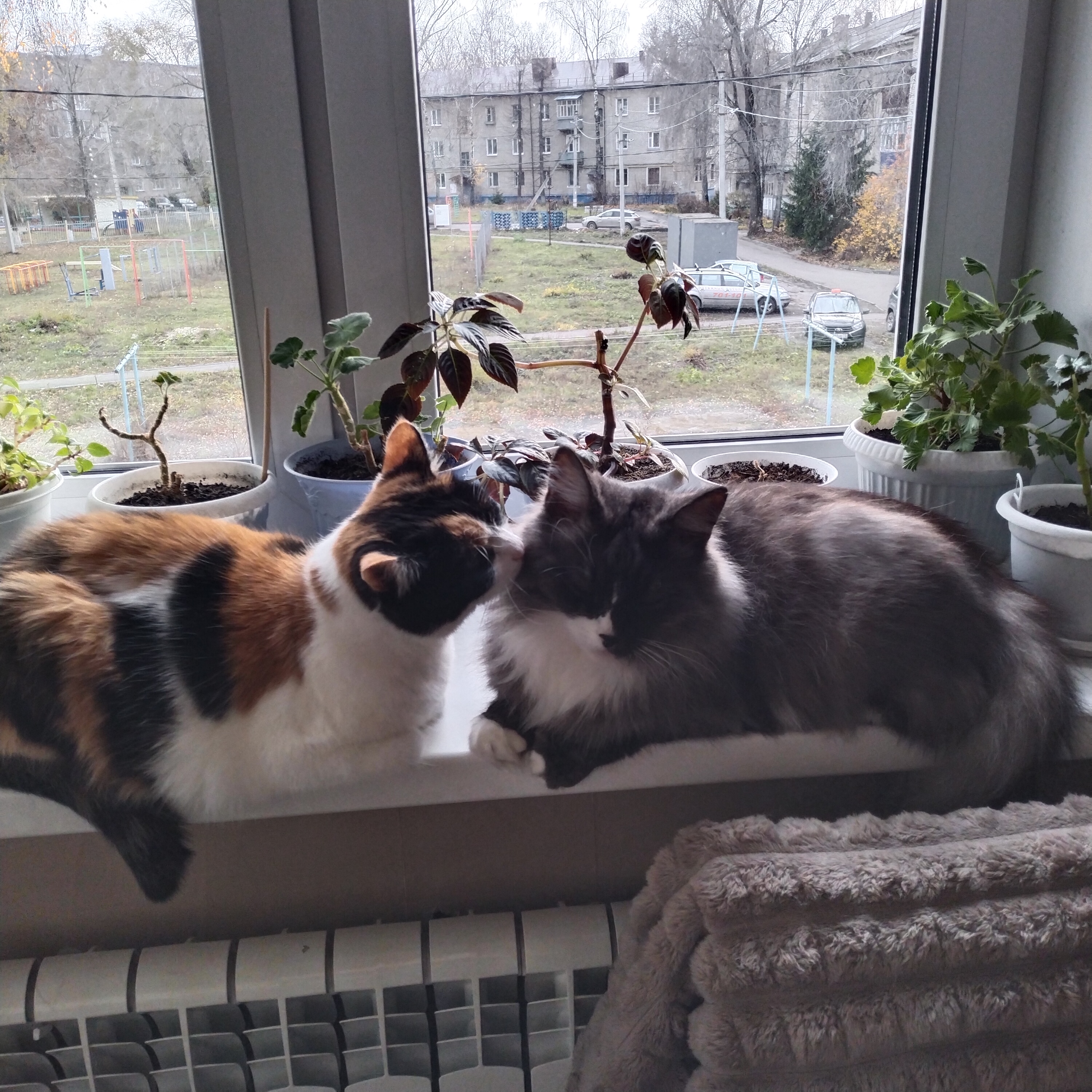 Фото питомцев: коты Мася и Кубик проводят время вместе