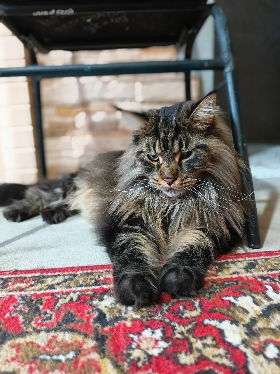 Фото питомца: кот Дюк отдыхает