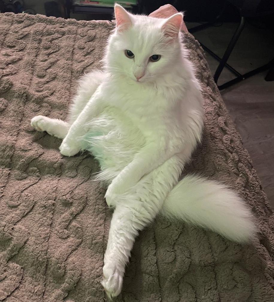 Фото питомца: диванная позиция кота Шекера