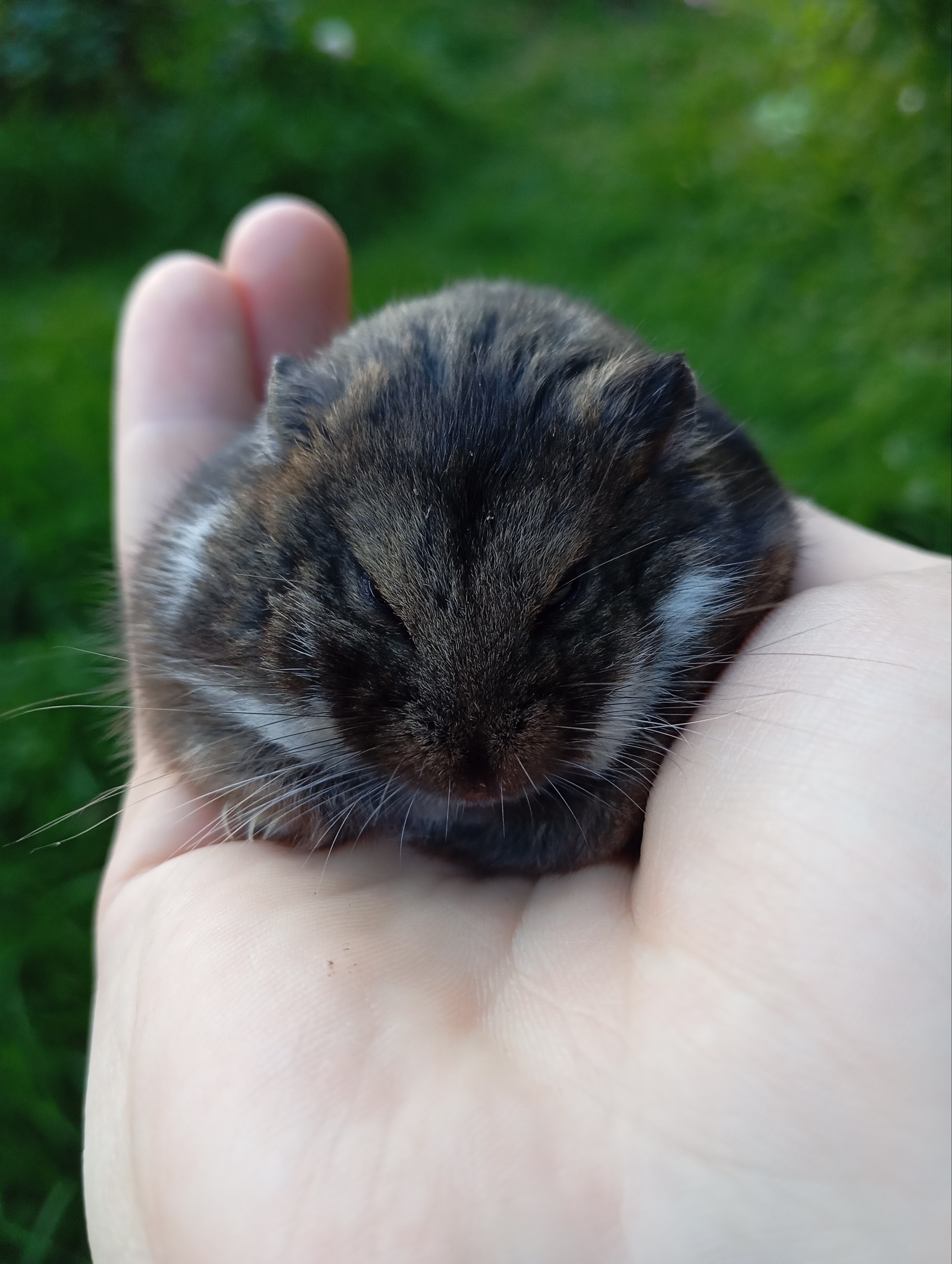 Мы завели хомячка Кэмпбелла, которого выгуливаем в парке