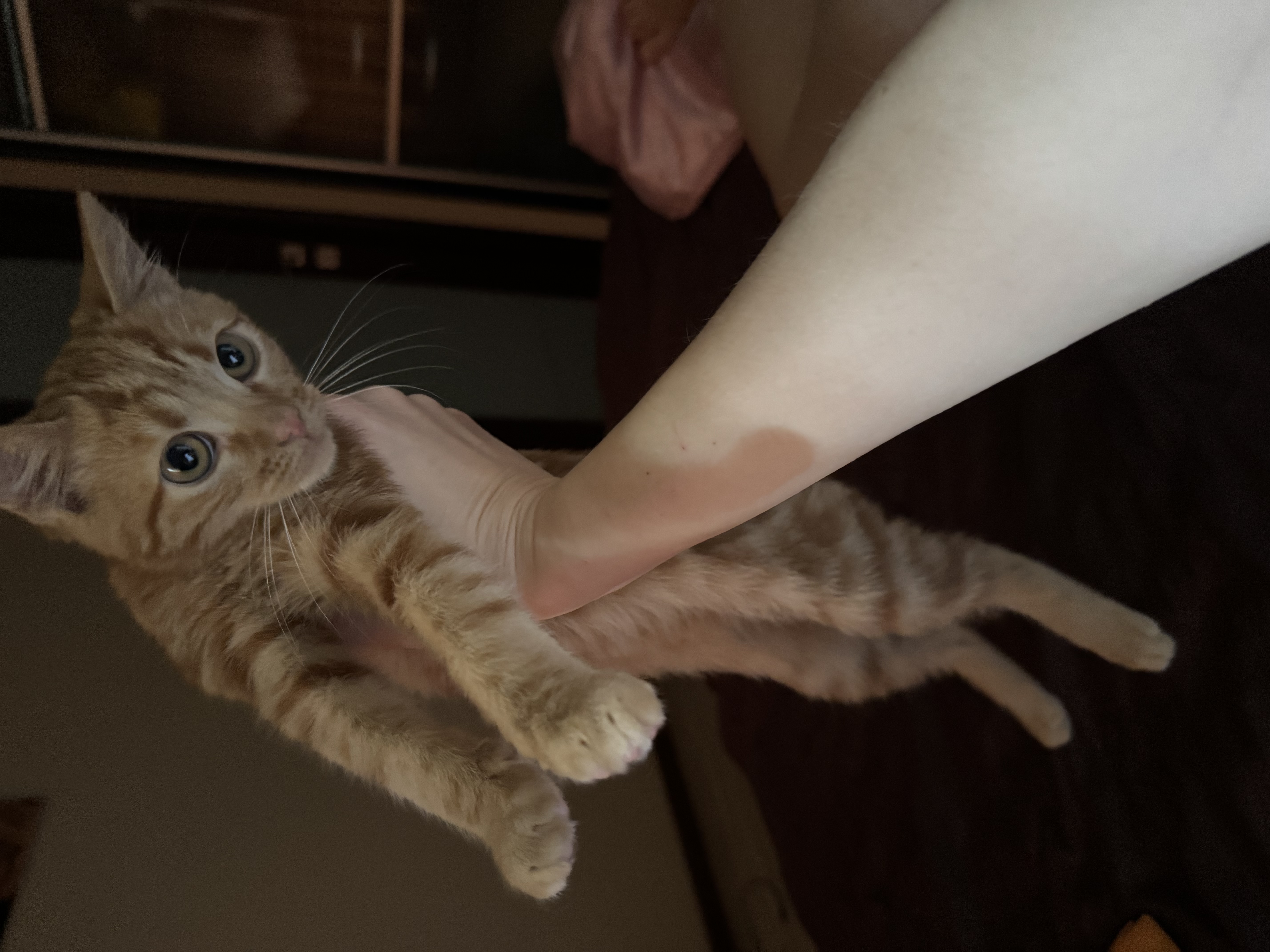 Фото питомца: рыжий кот стал ручным