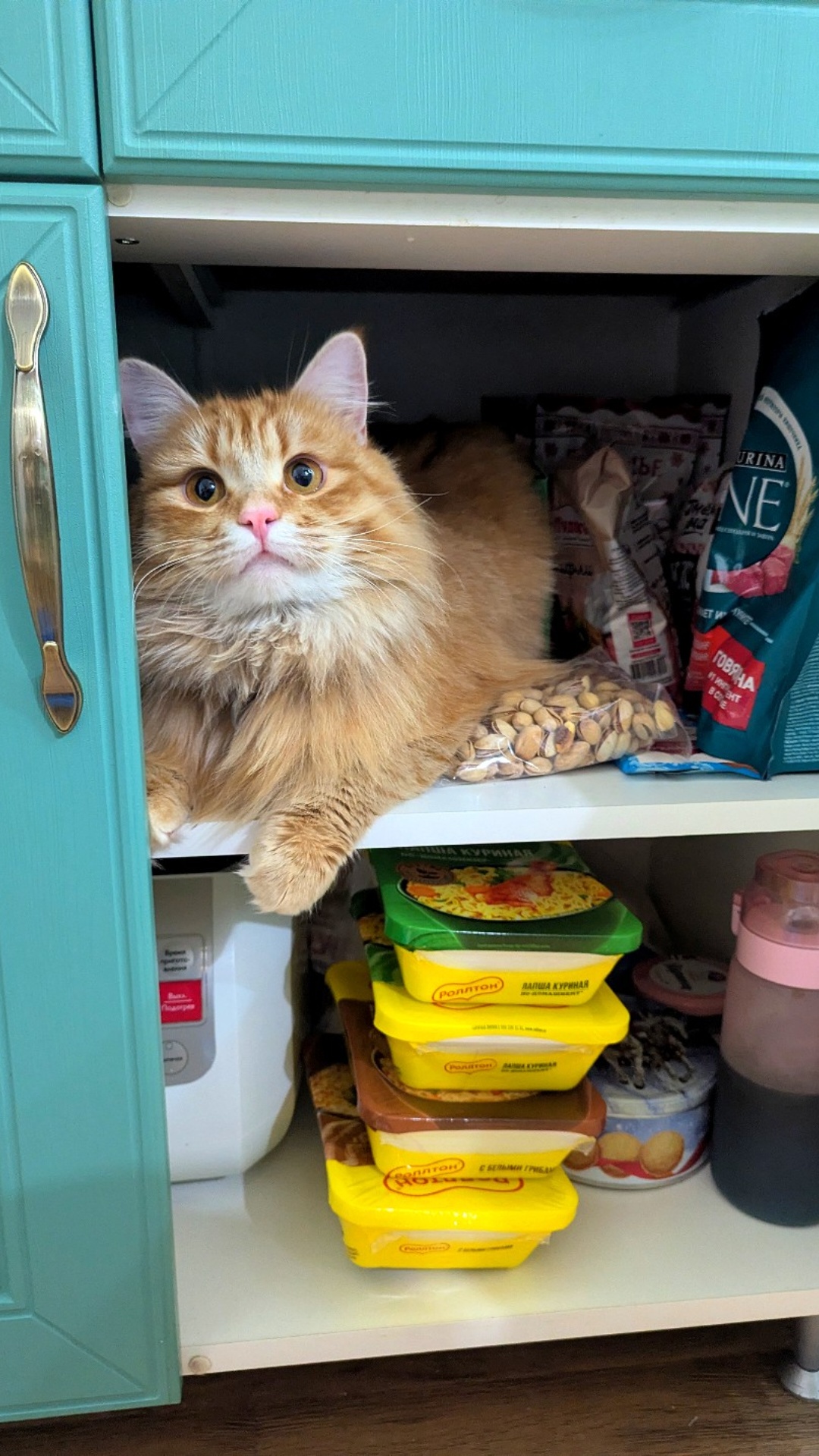 Фото питомца: кот Кузя стережет запасы на зиму