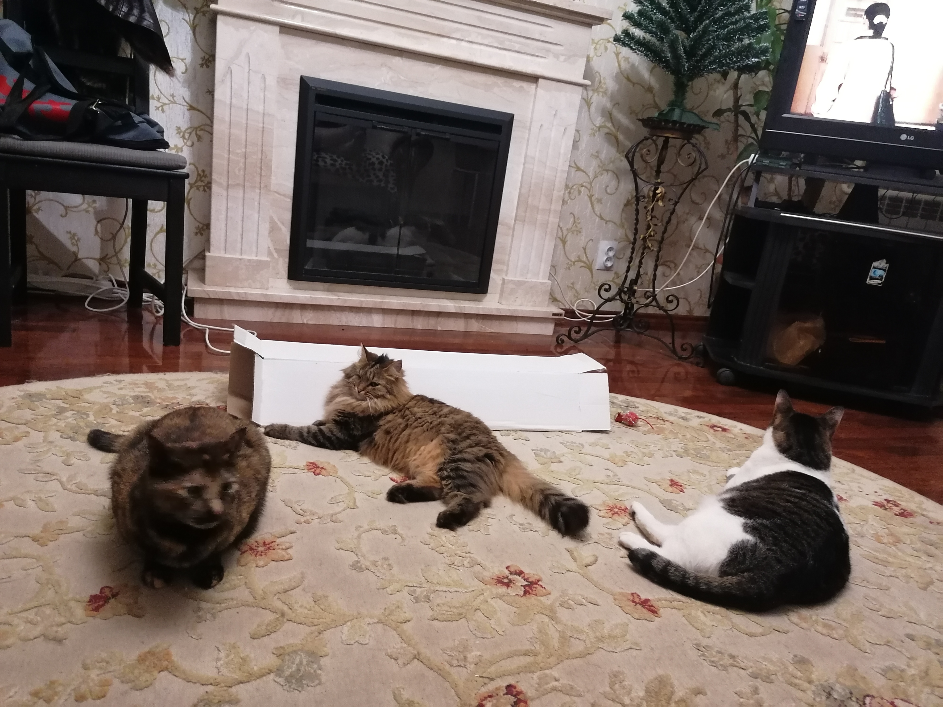 Фото питомцев: любознательная компания кошек