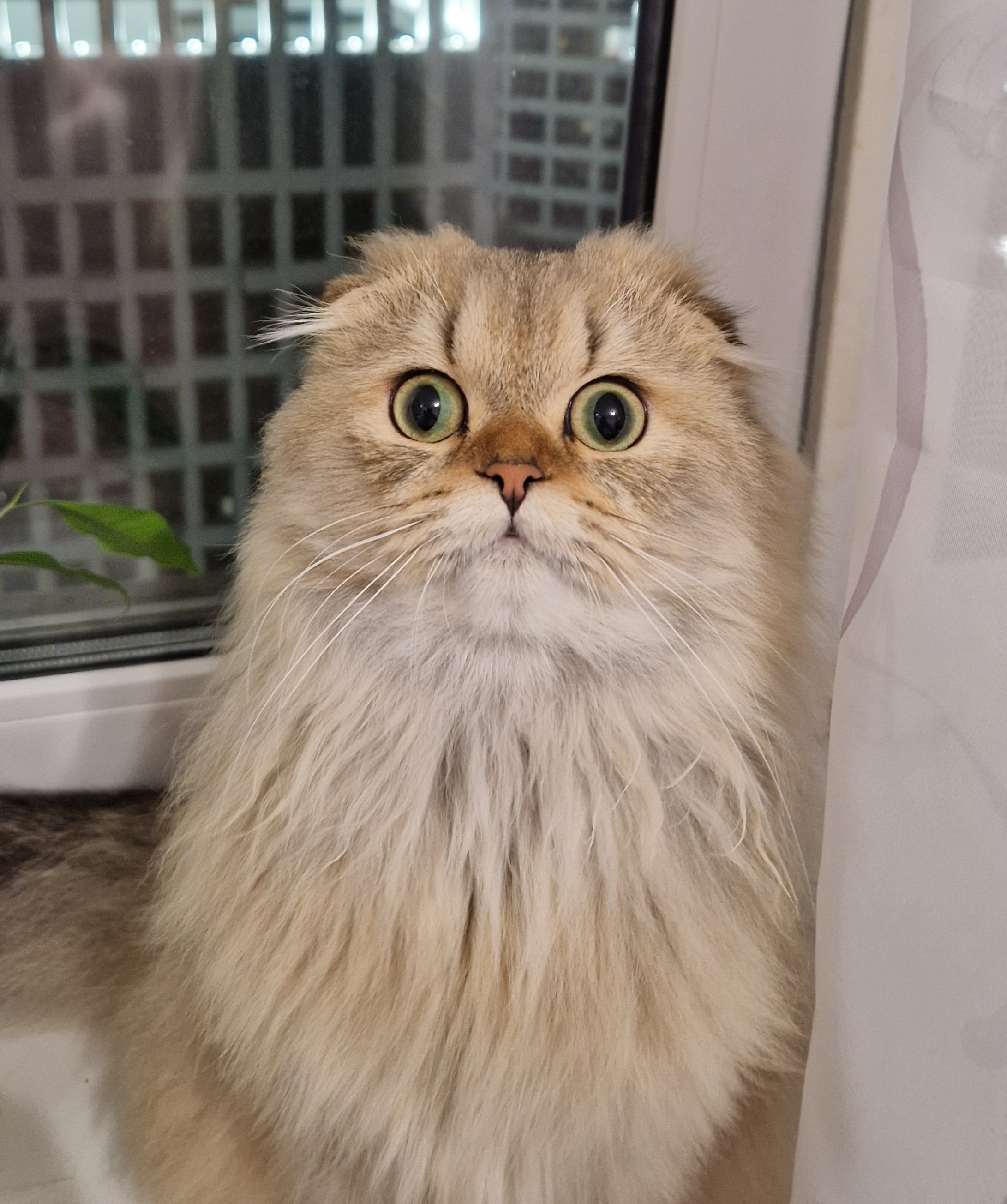 Фото питомца: вот с такими глазами кот Петряша охотится на муху