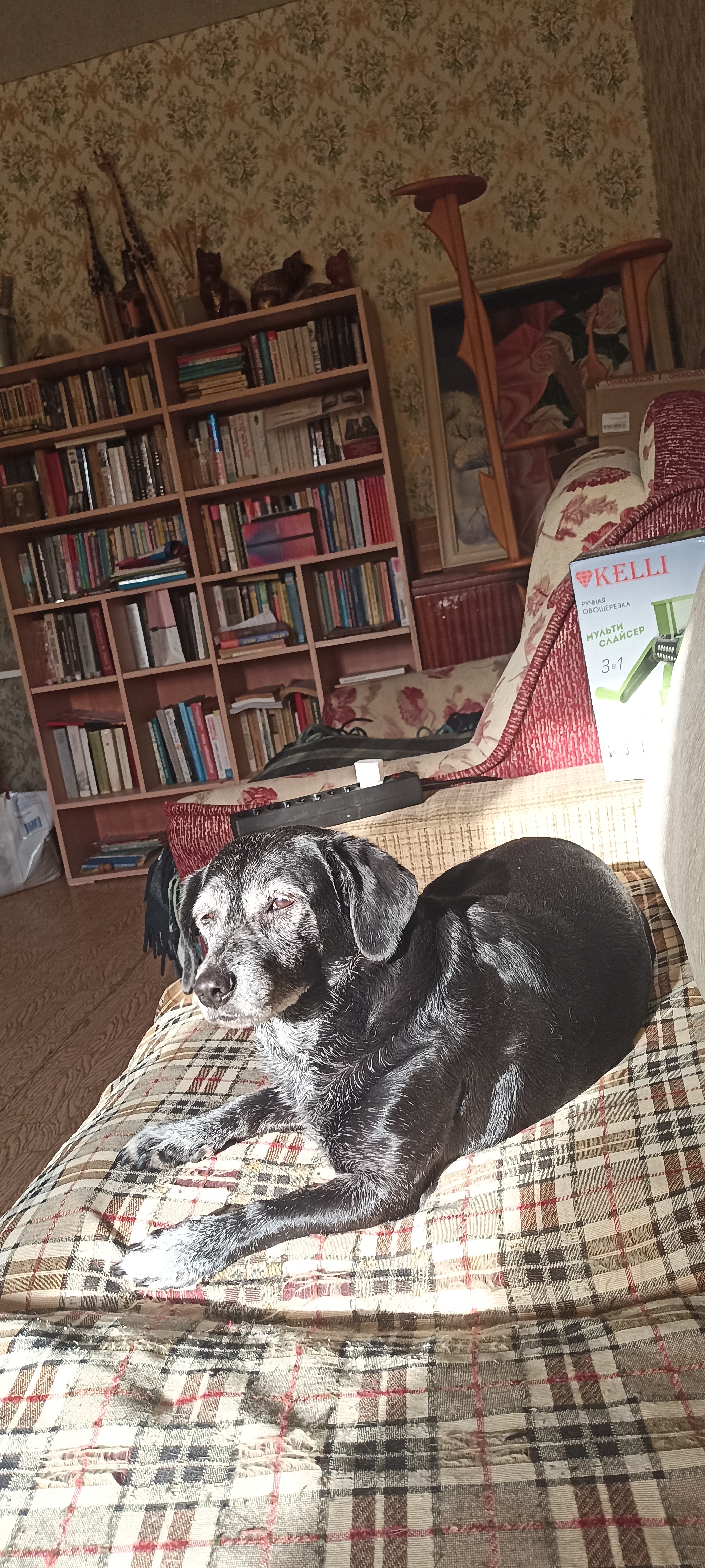 Фото питомцев: собака Дези загорает, а кошка Ева делит жилье с чихуахуа Женей и котом Соником