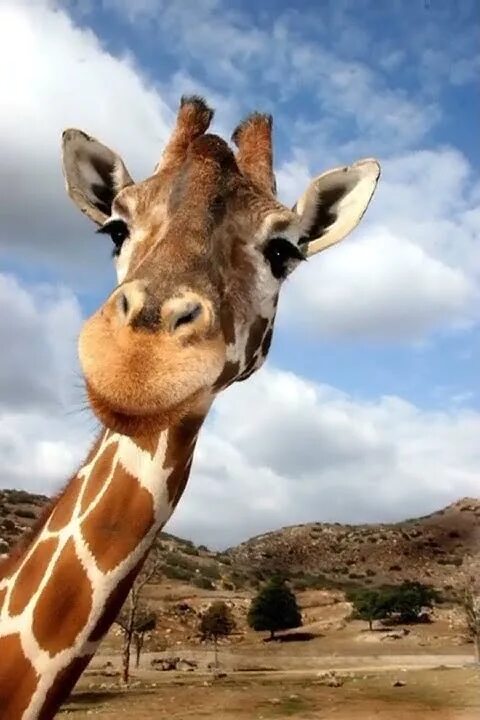 Бесит особенное отношение к высоким людям