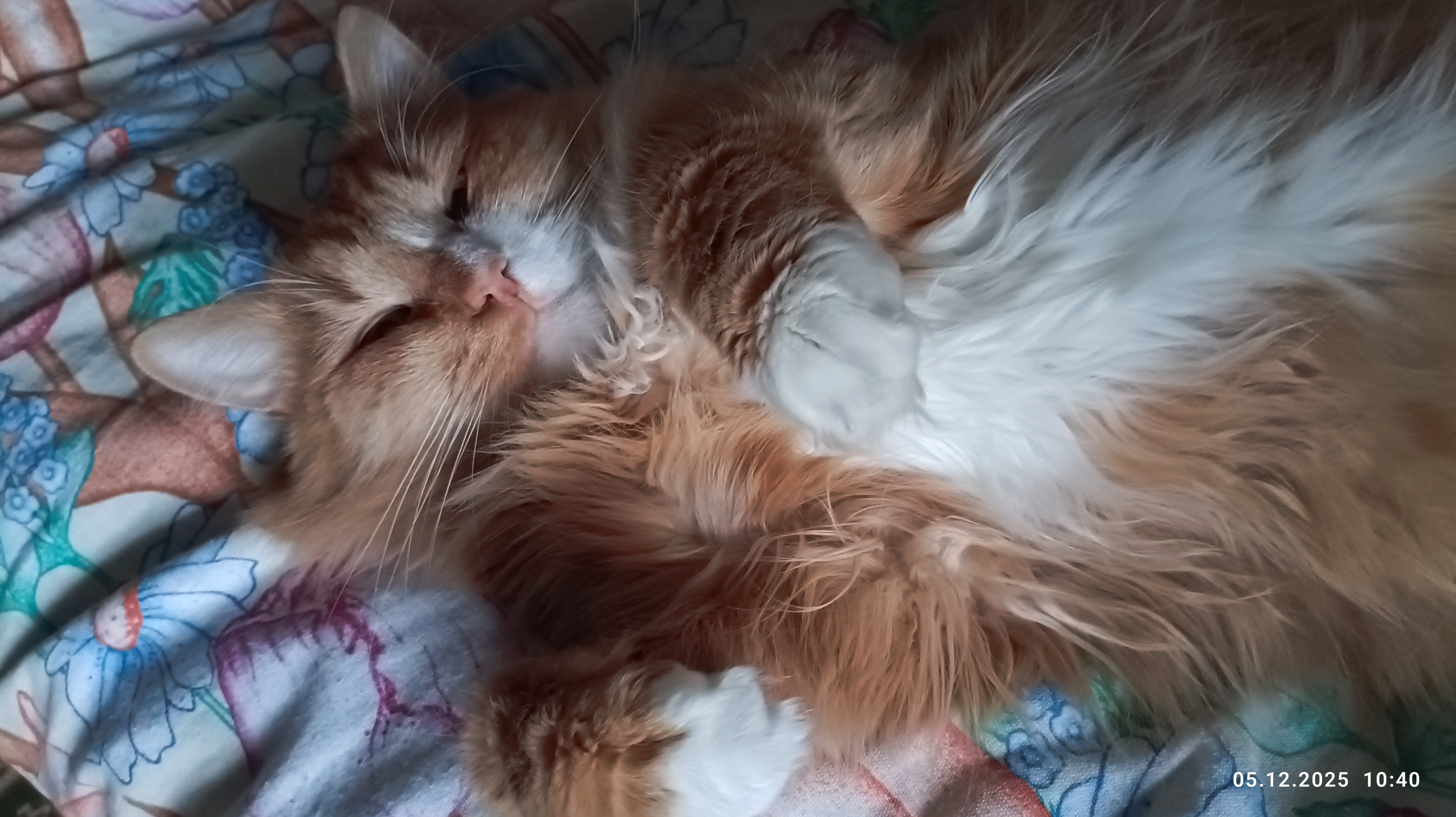 Фото питомца: кот Персинваль отдыхает