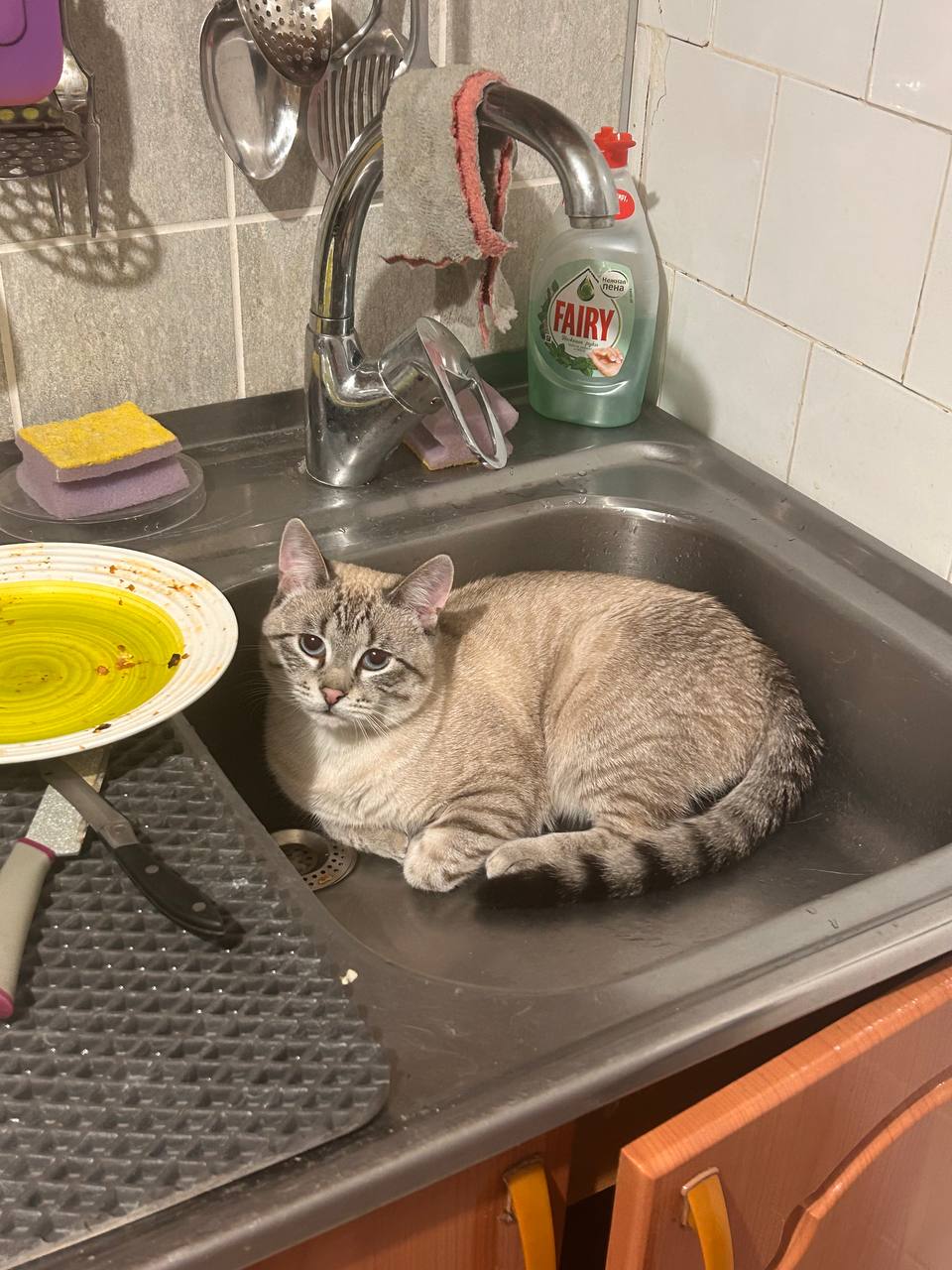 Фото питомца: кот Творожок — несмываемый