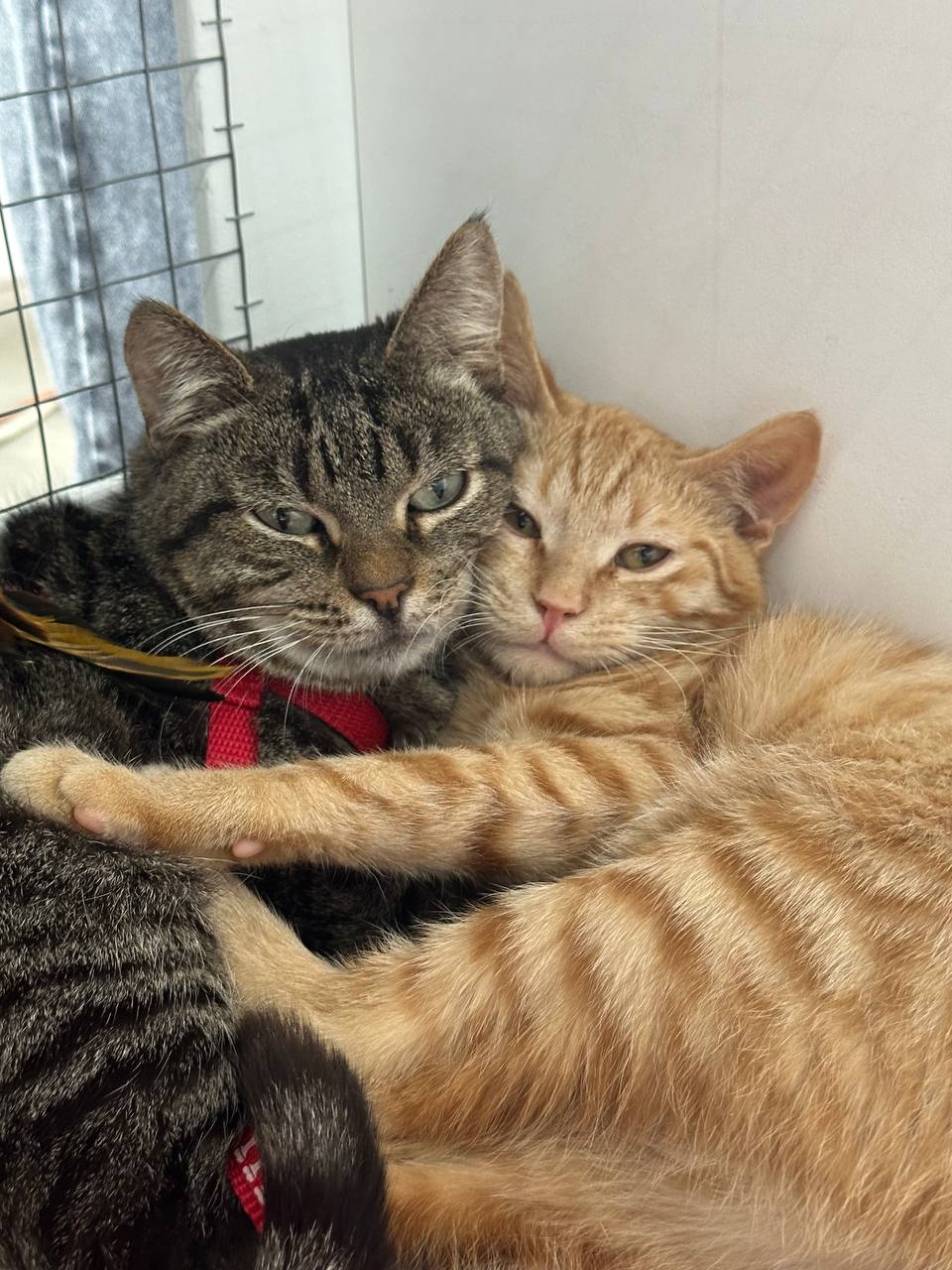 Фото с волонтерства: помогаю животным найти любящую семью