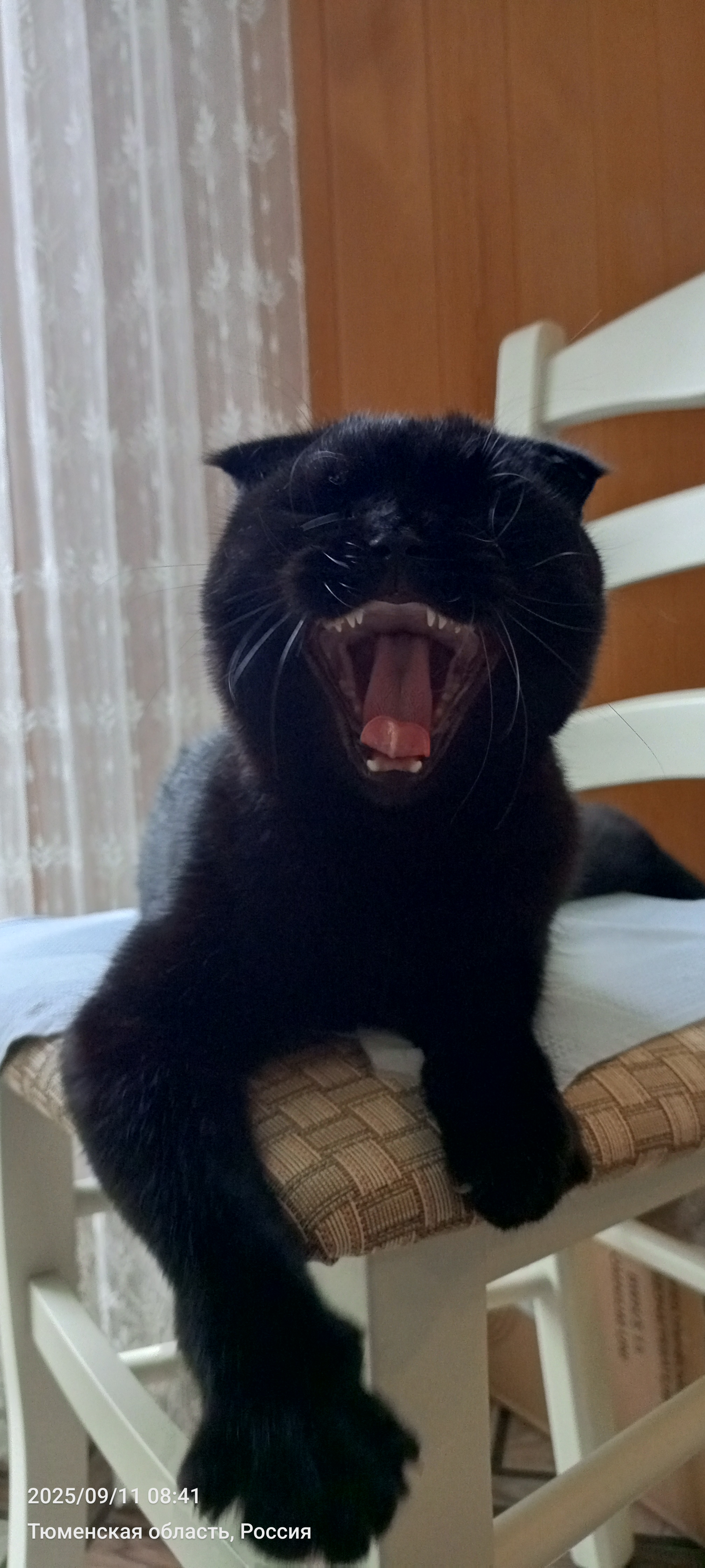 Фото питомца: кот Чип умеет позировать перед камерой