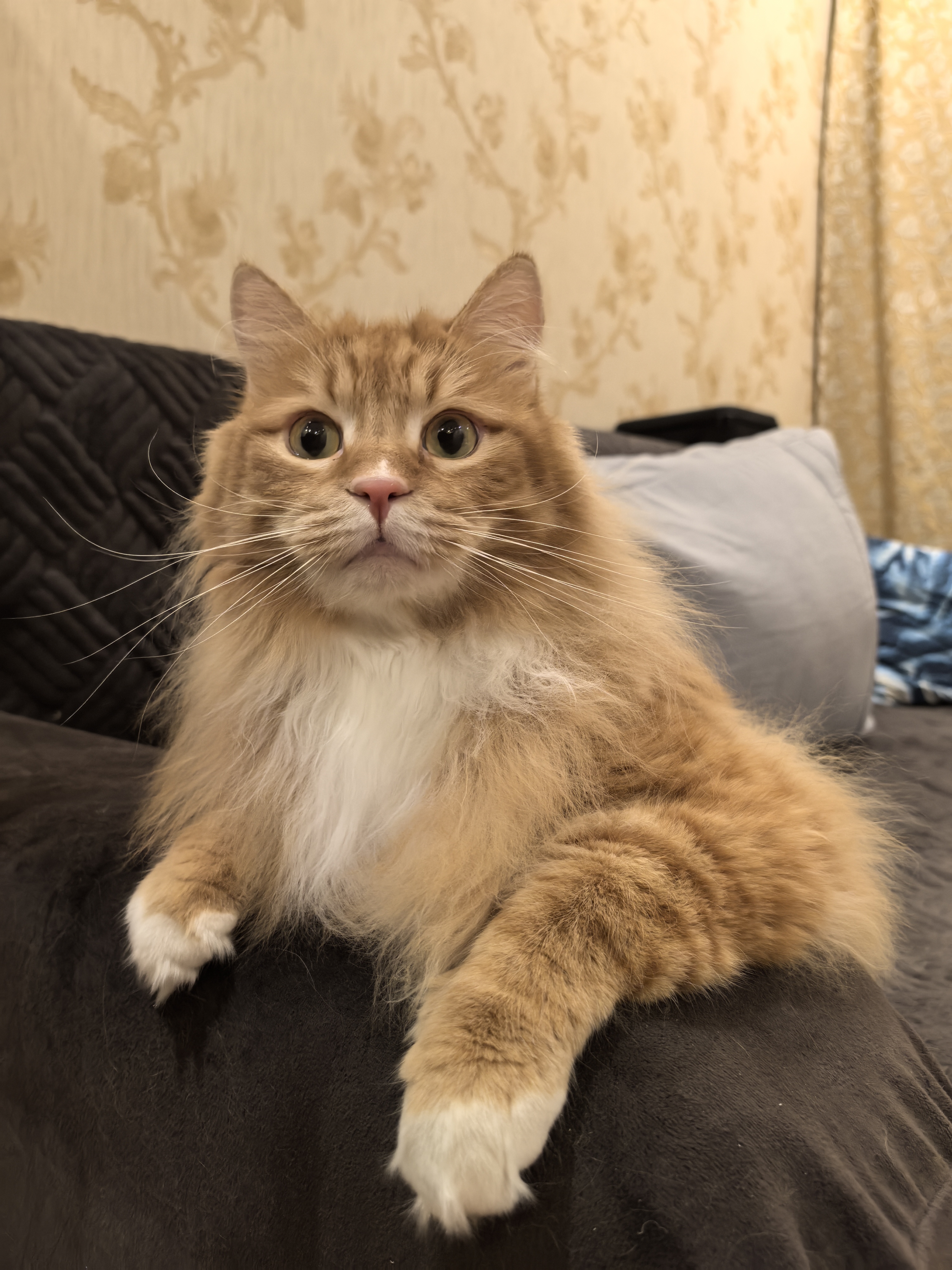 Фото питомца: курильский бобтейл Златан — очень гордый кот