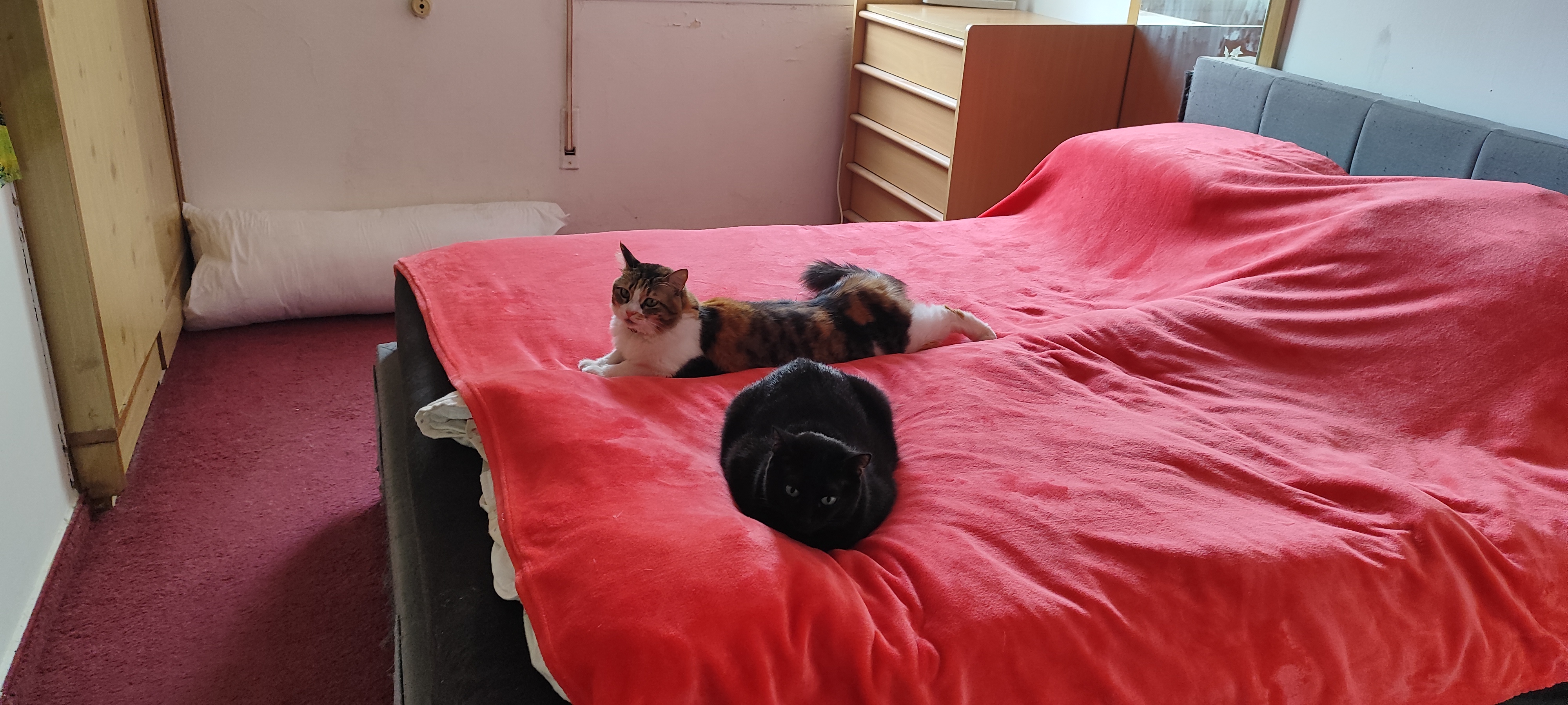 Фото питомцев: черный кот Чарли и трехцветная кошка Лили лежат на кровати