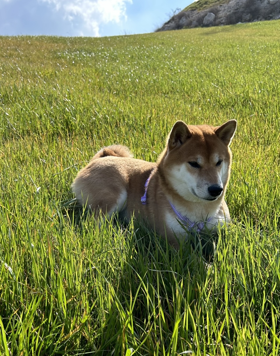 Что такое «ноузворк» в кинологии