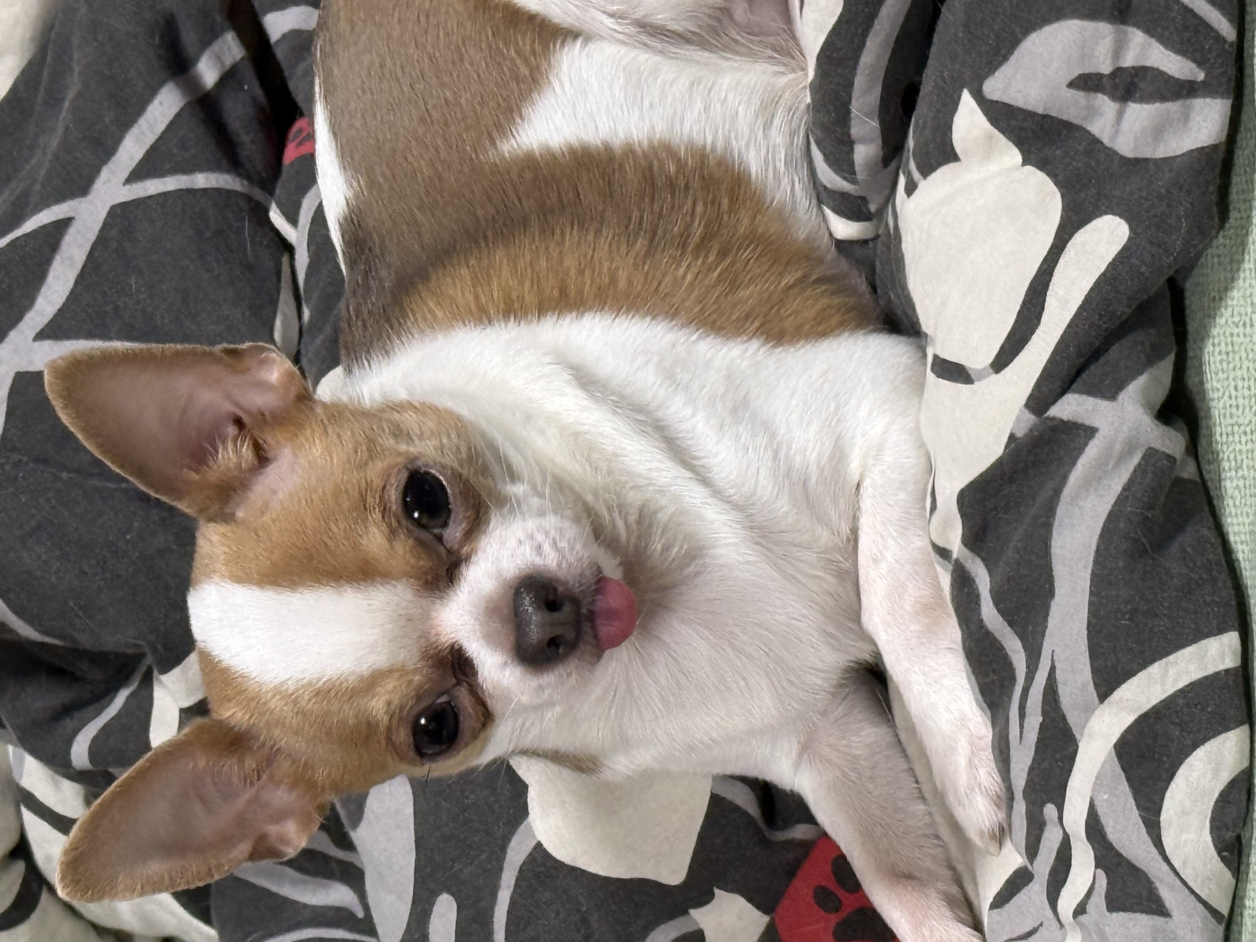 Фото питомца: чихуахуа Ричард показывает язык