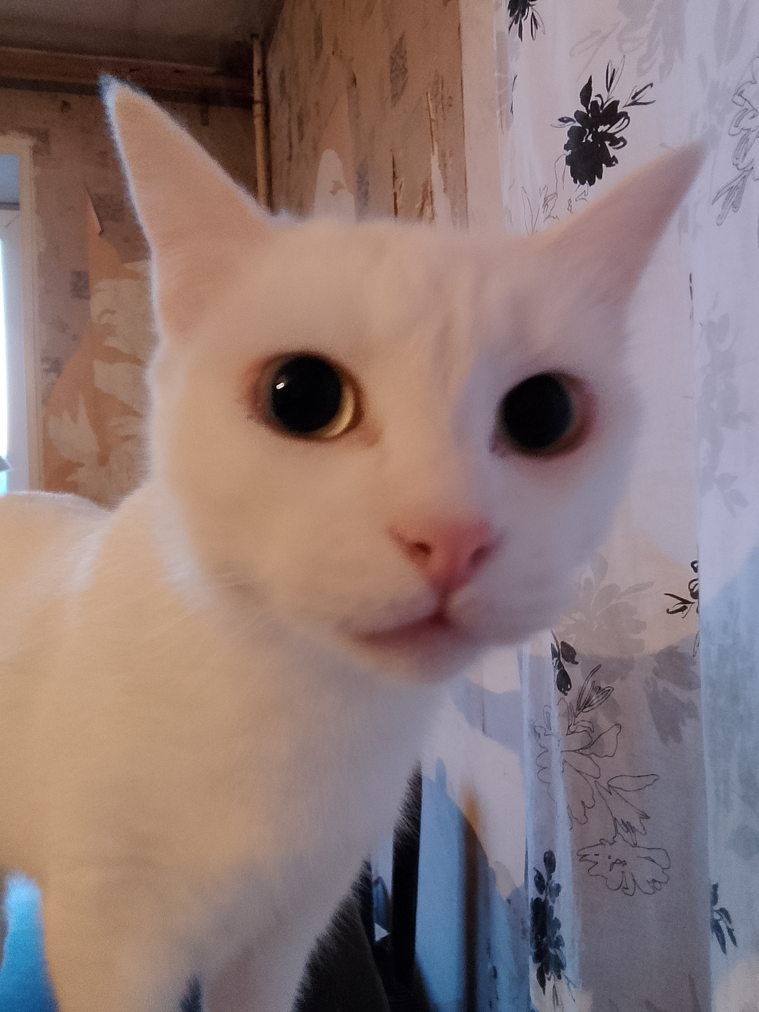 Фото питомца: любимая кошка Бэлла