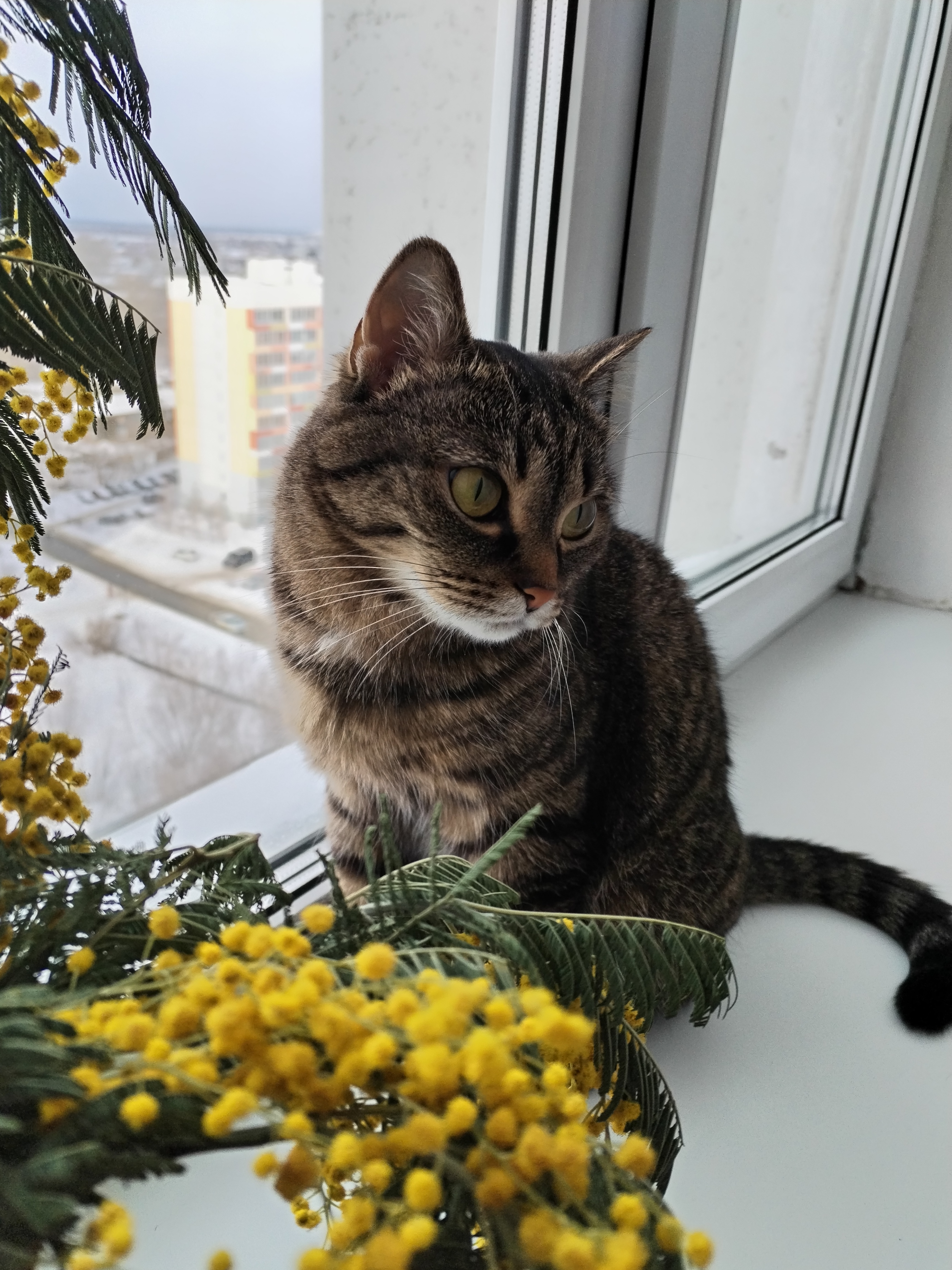 Фото питомца: кошка Мышка наслаждается весной