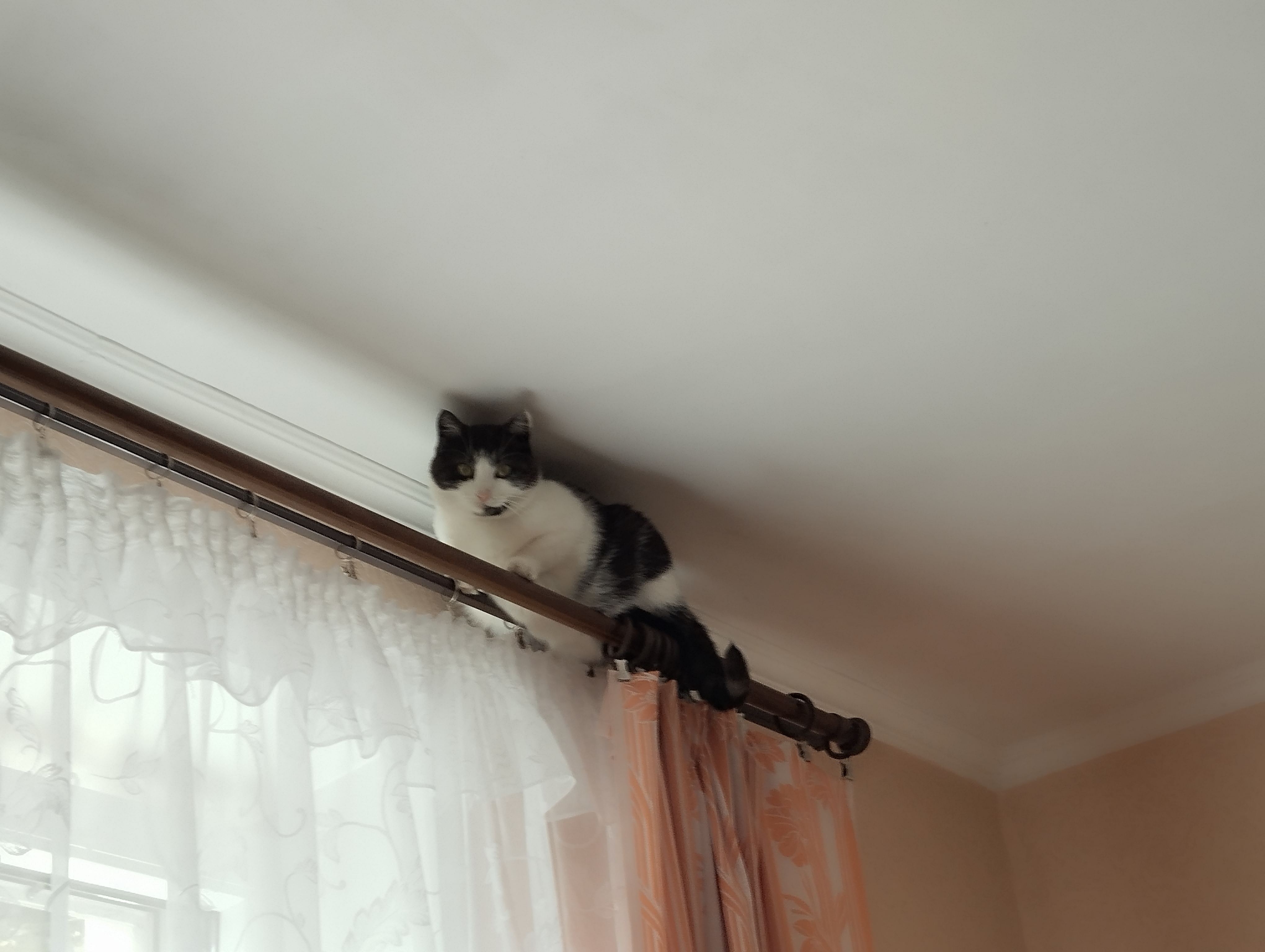 Фото питомца: кошка Буся занимается альпинизмом