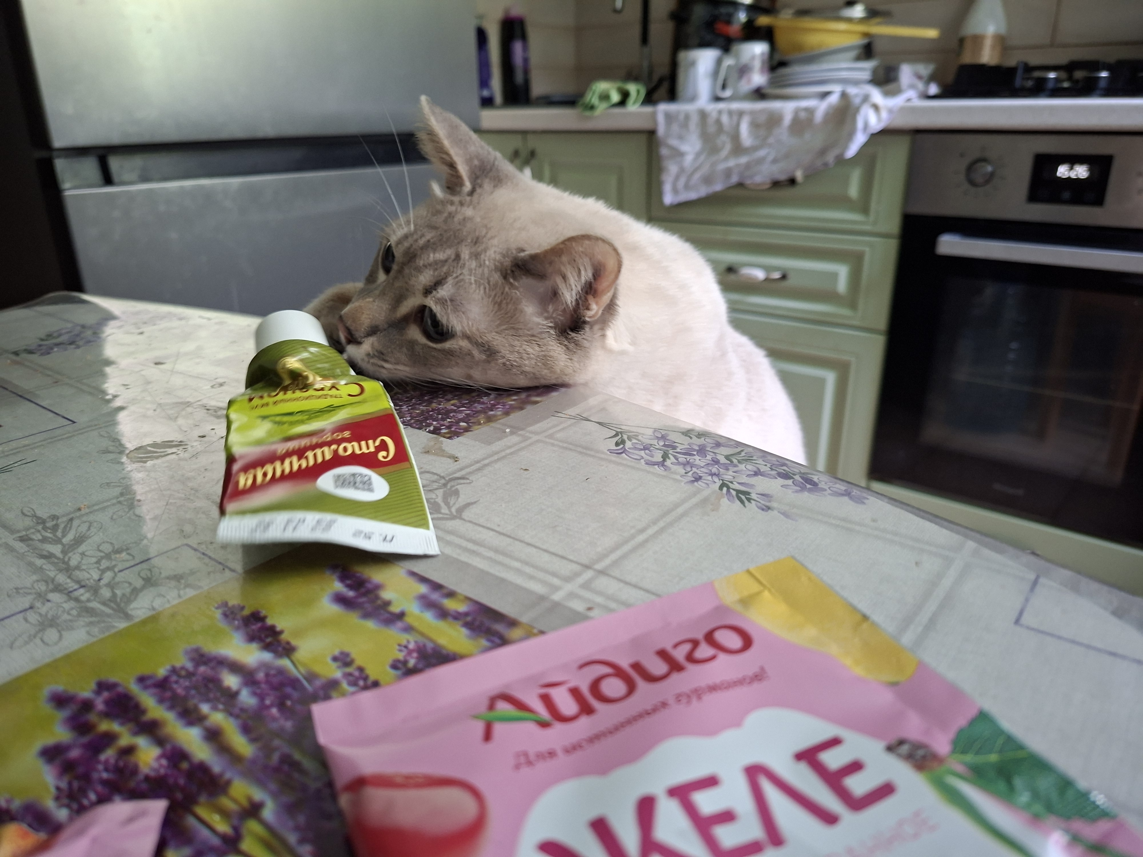 Фото питомца: кот Василий — любитель горчицы