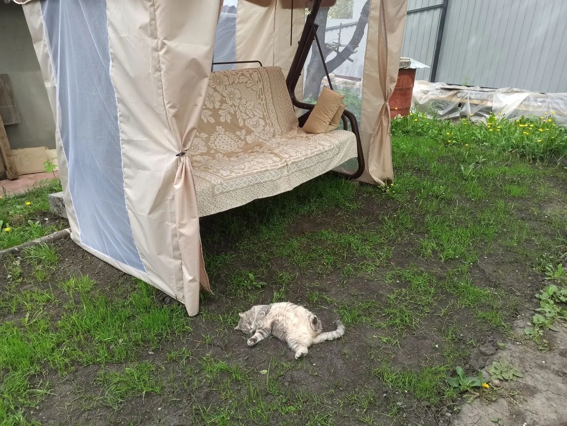 Фото питомцев: коты наслаждаются жизнью на даче