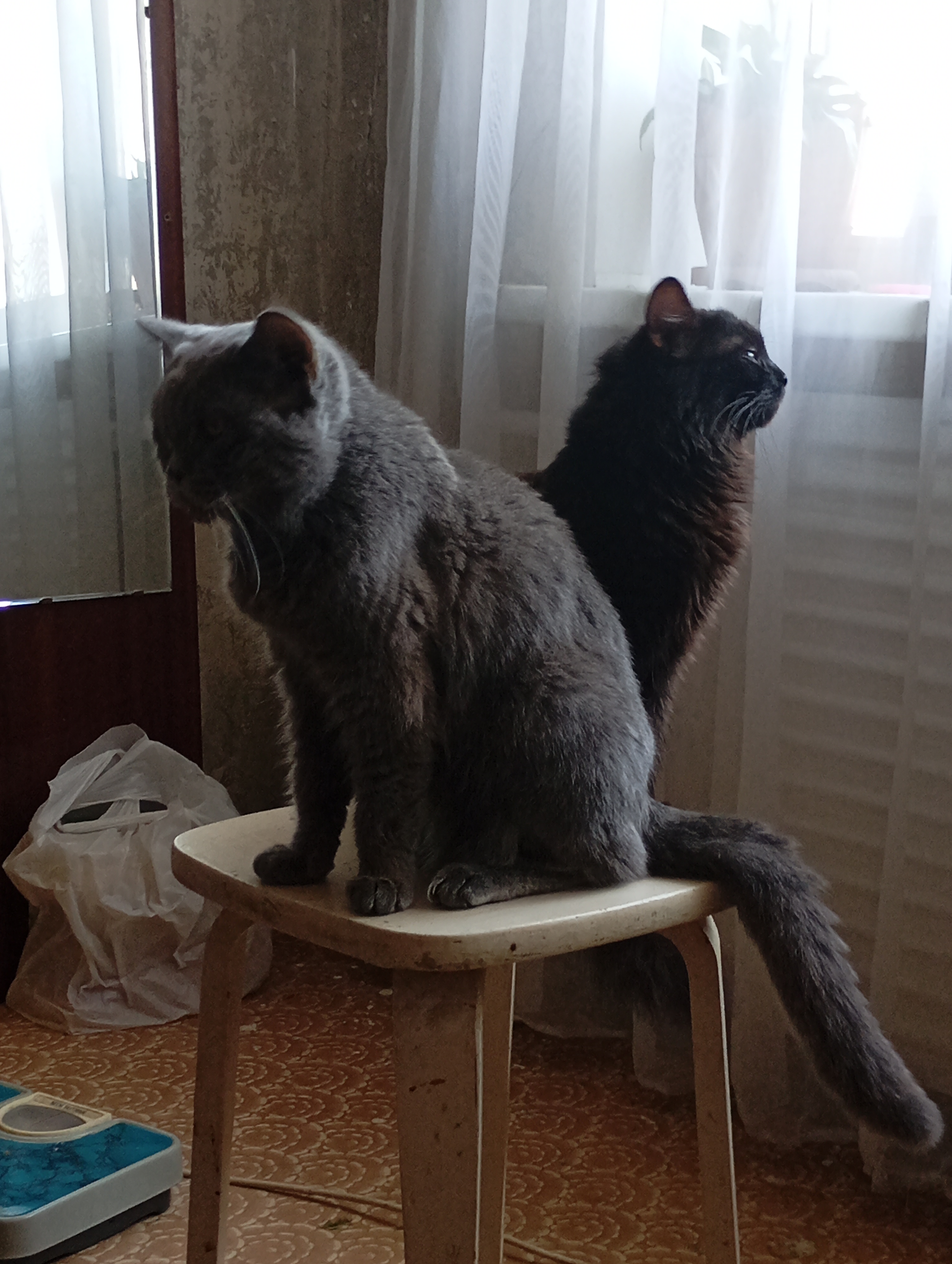 Фото питомцев: коты Ночюк и Васюк воруют помидор