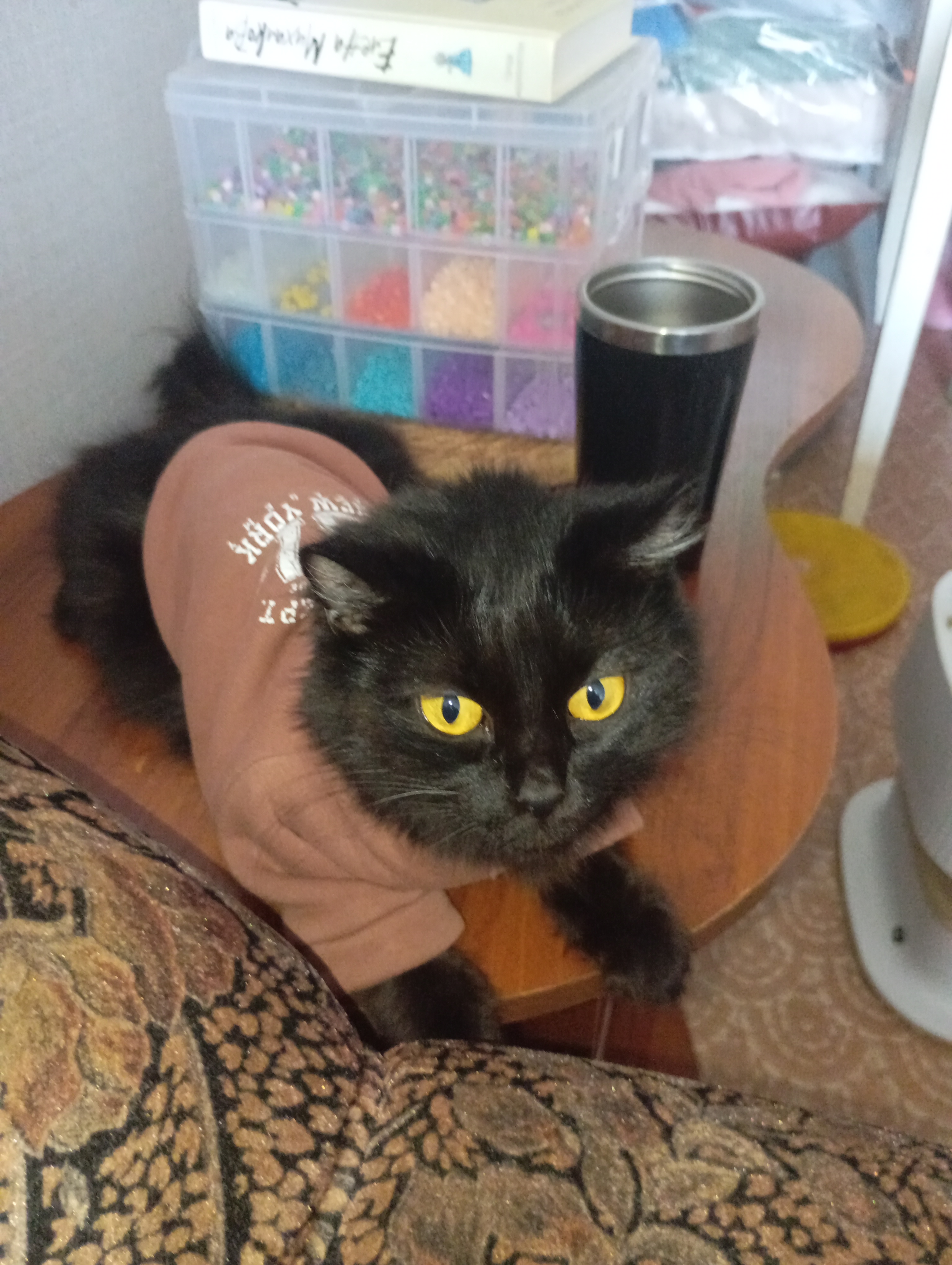 Фото питомца: кошка Ночка в новой кофточке