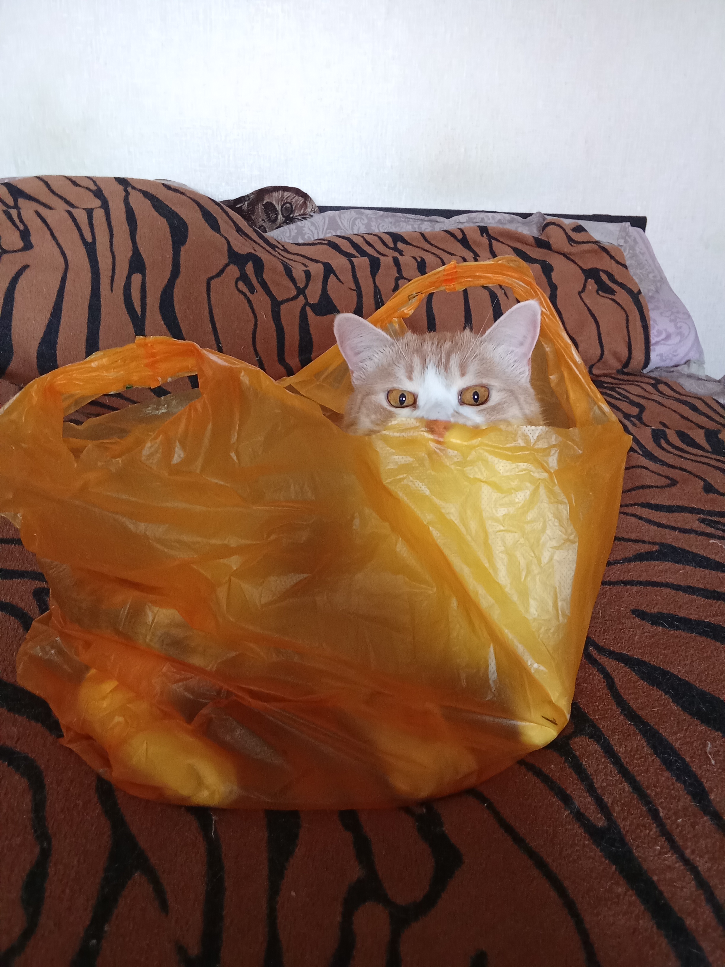 Фото питомца: рыжий кот Чуся
