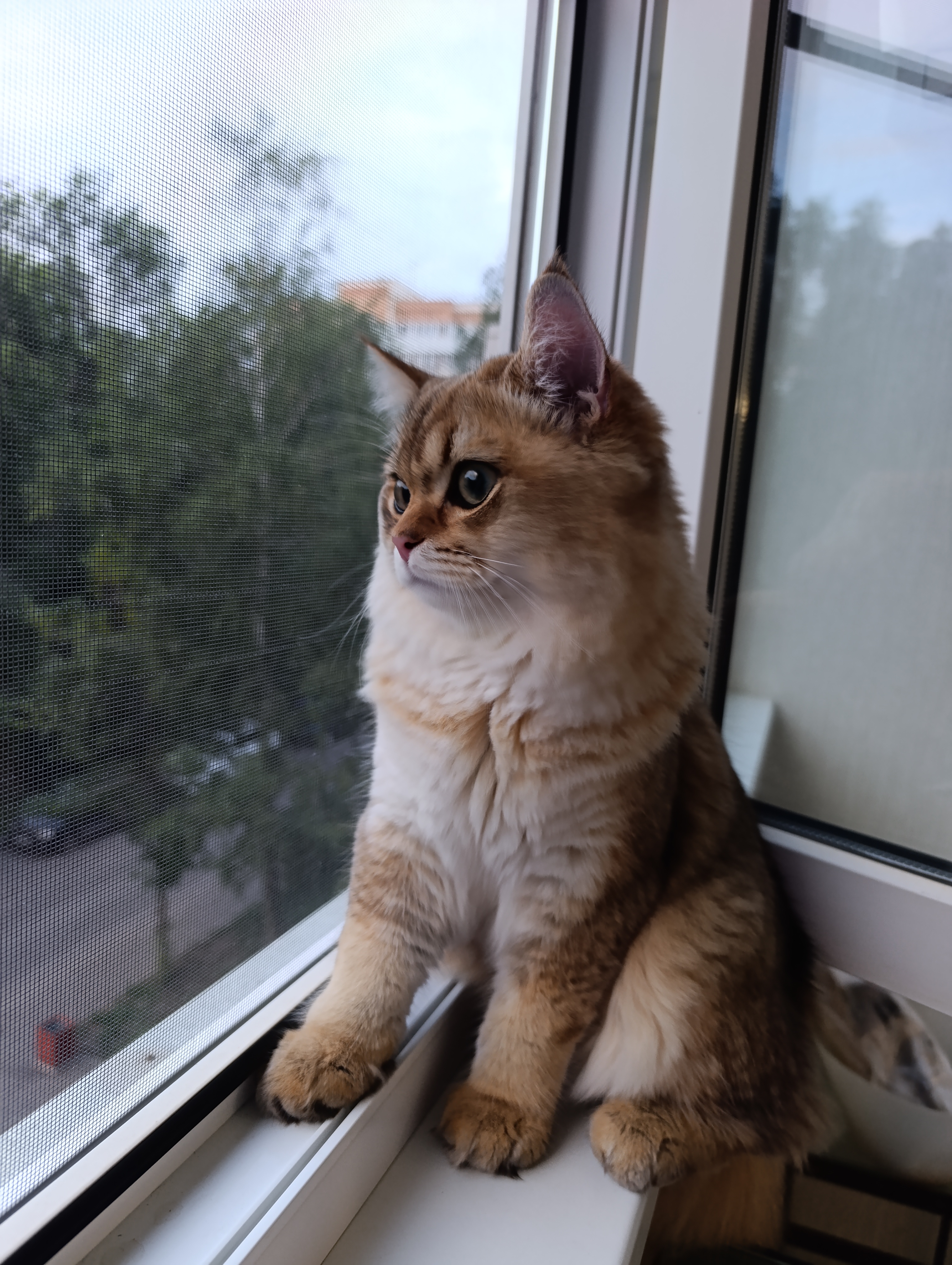 Фото питомца: кошка грустно смотрит в окно