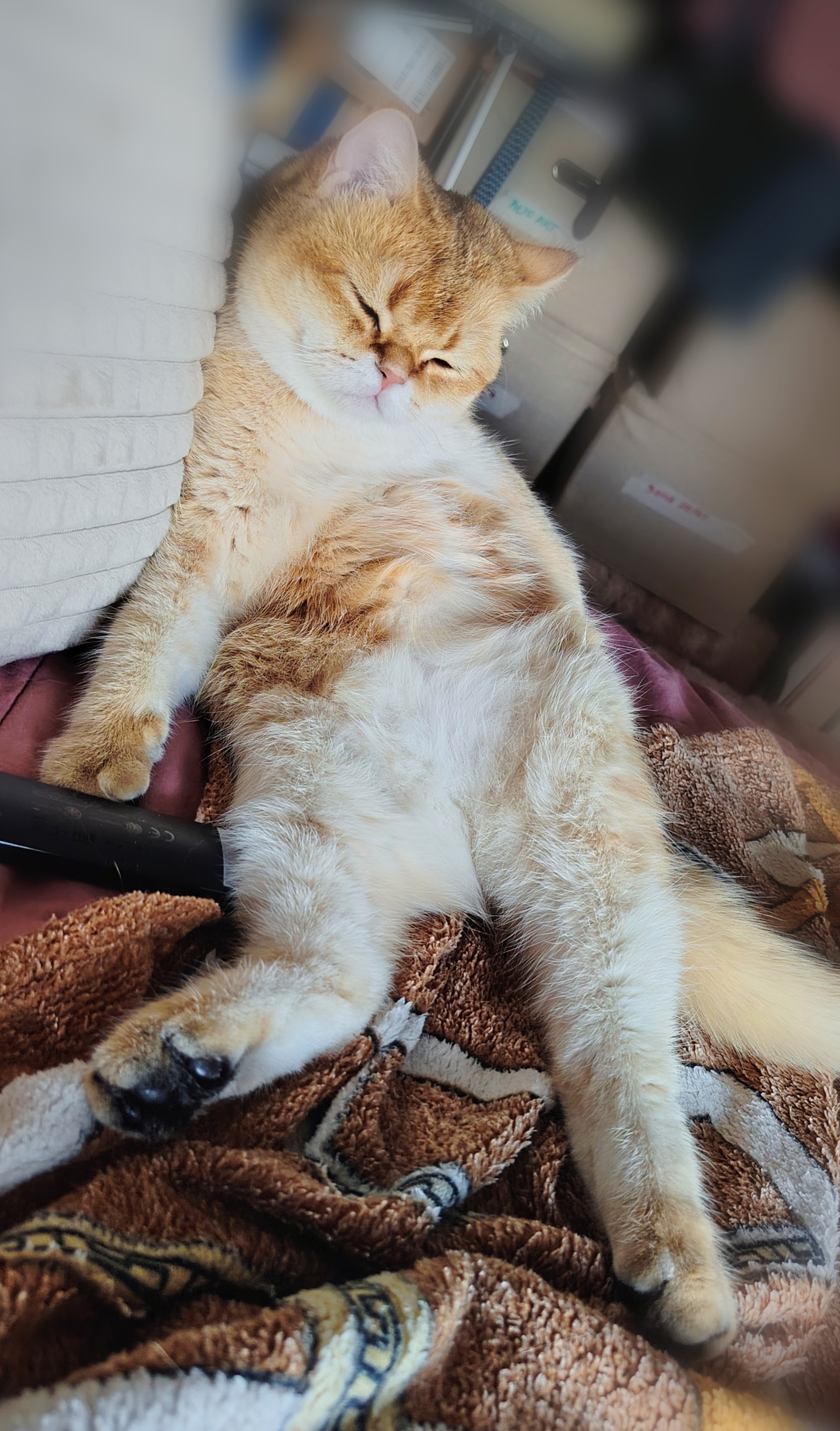 Фото питомца: кот Тимсель играет роль скуфа