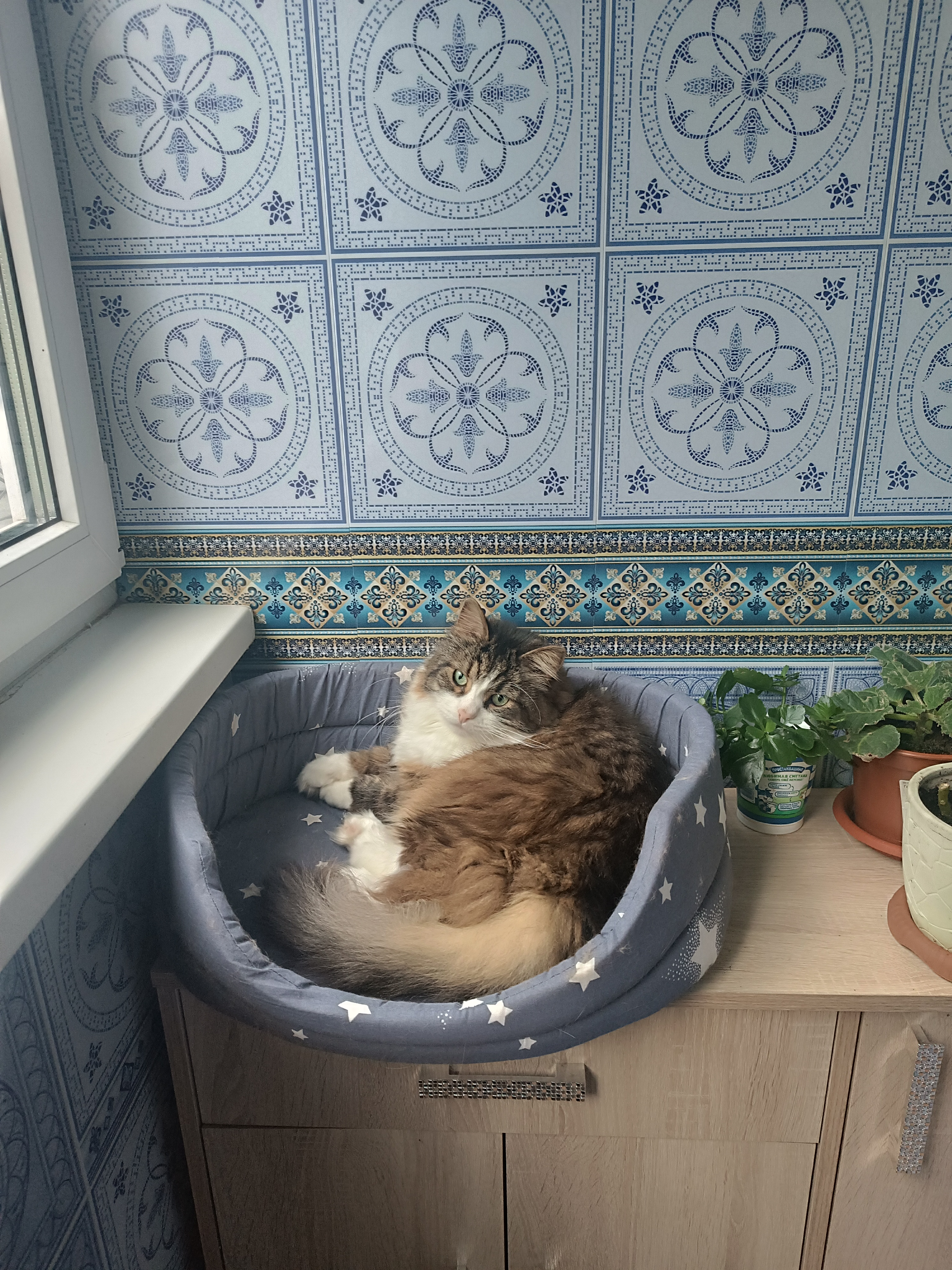 Фото питомцев: котики на отдыхе