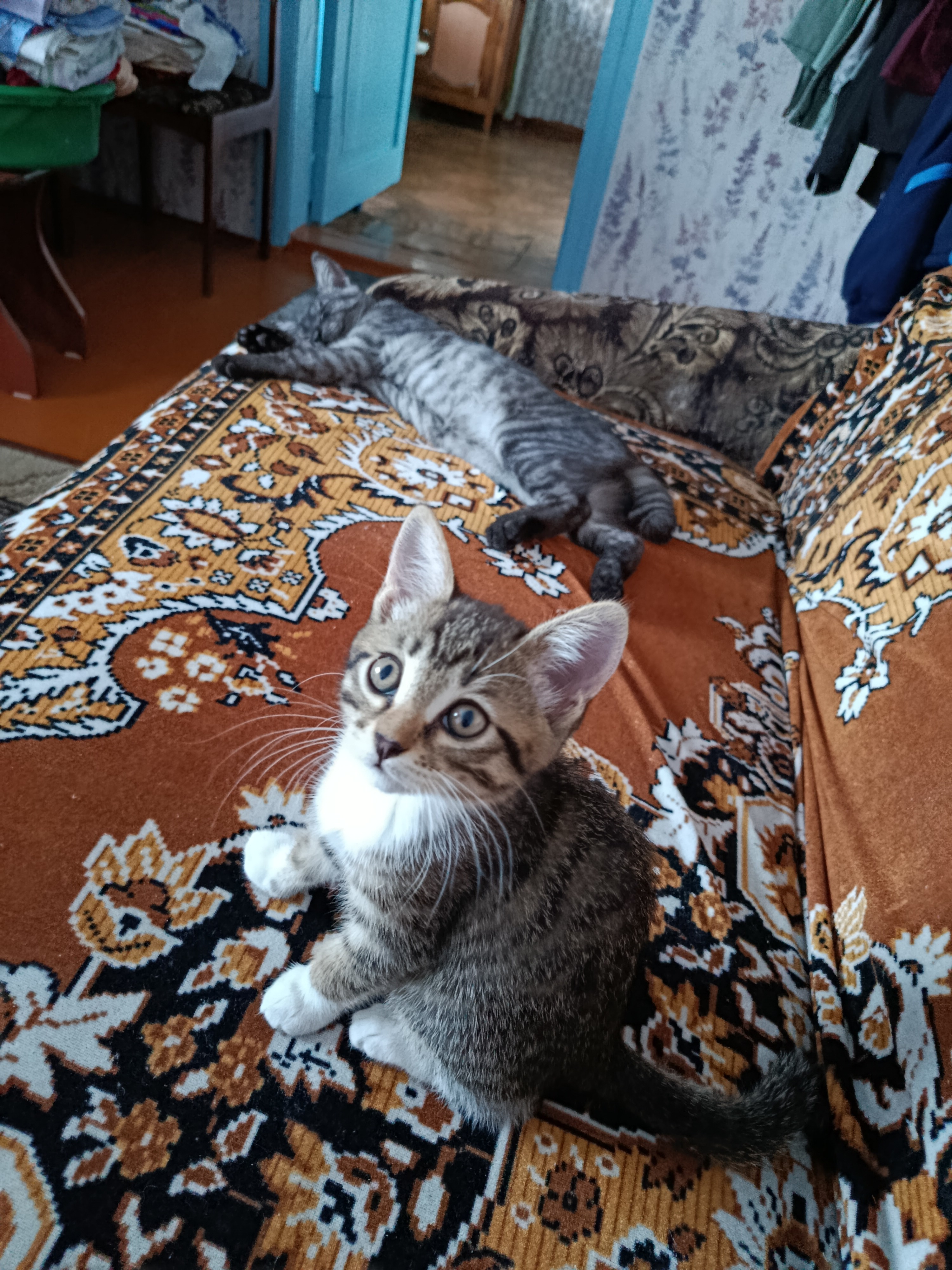 Фото питомцев: кошечки Буся и Василиса