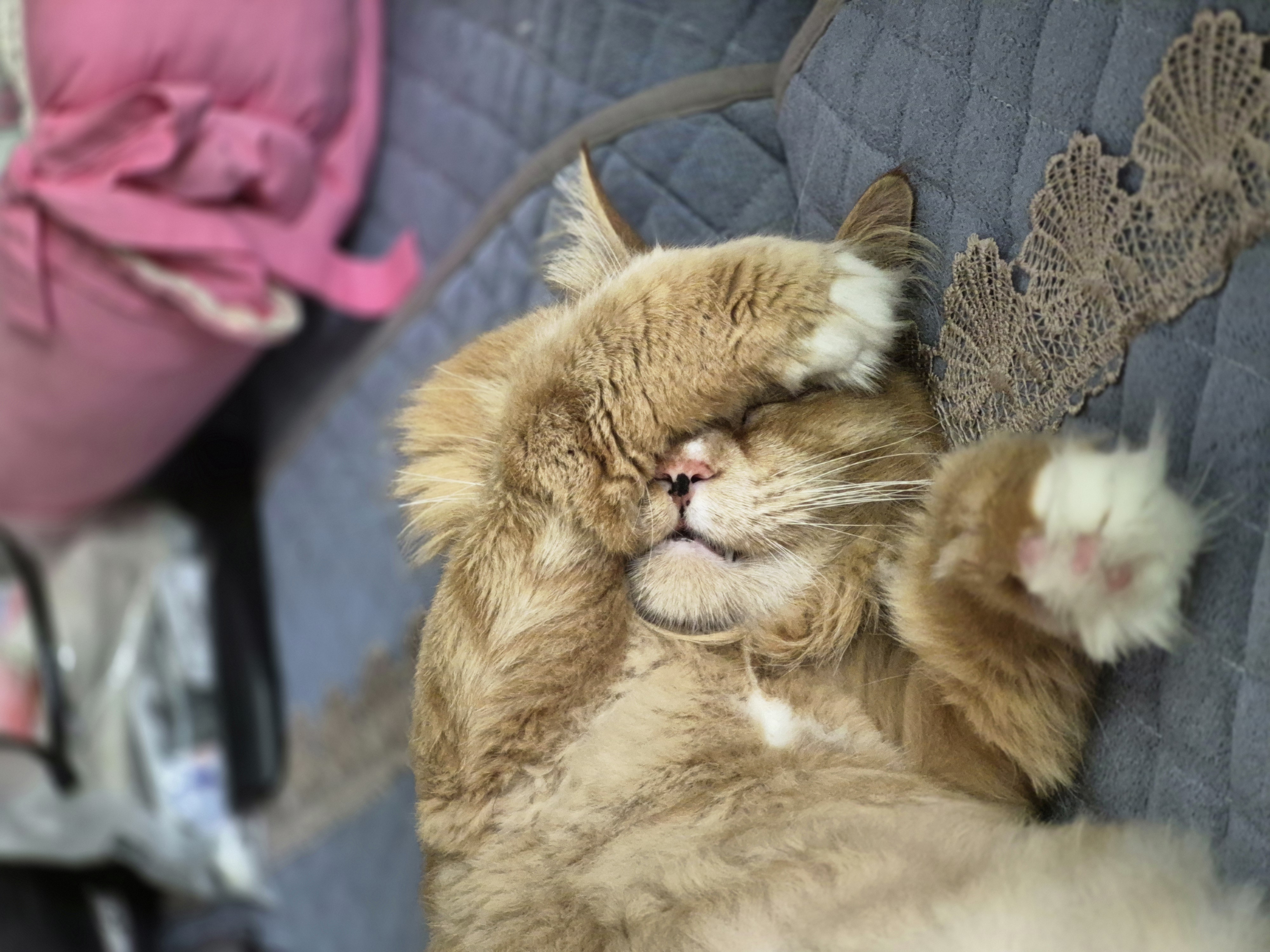 Фото питомца: кот Сеня мило спит